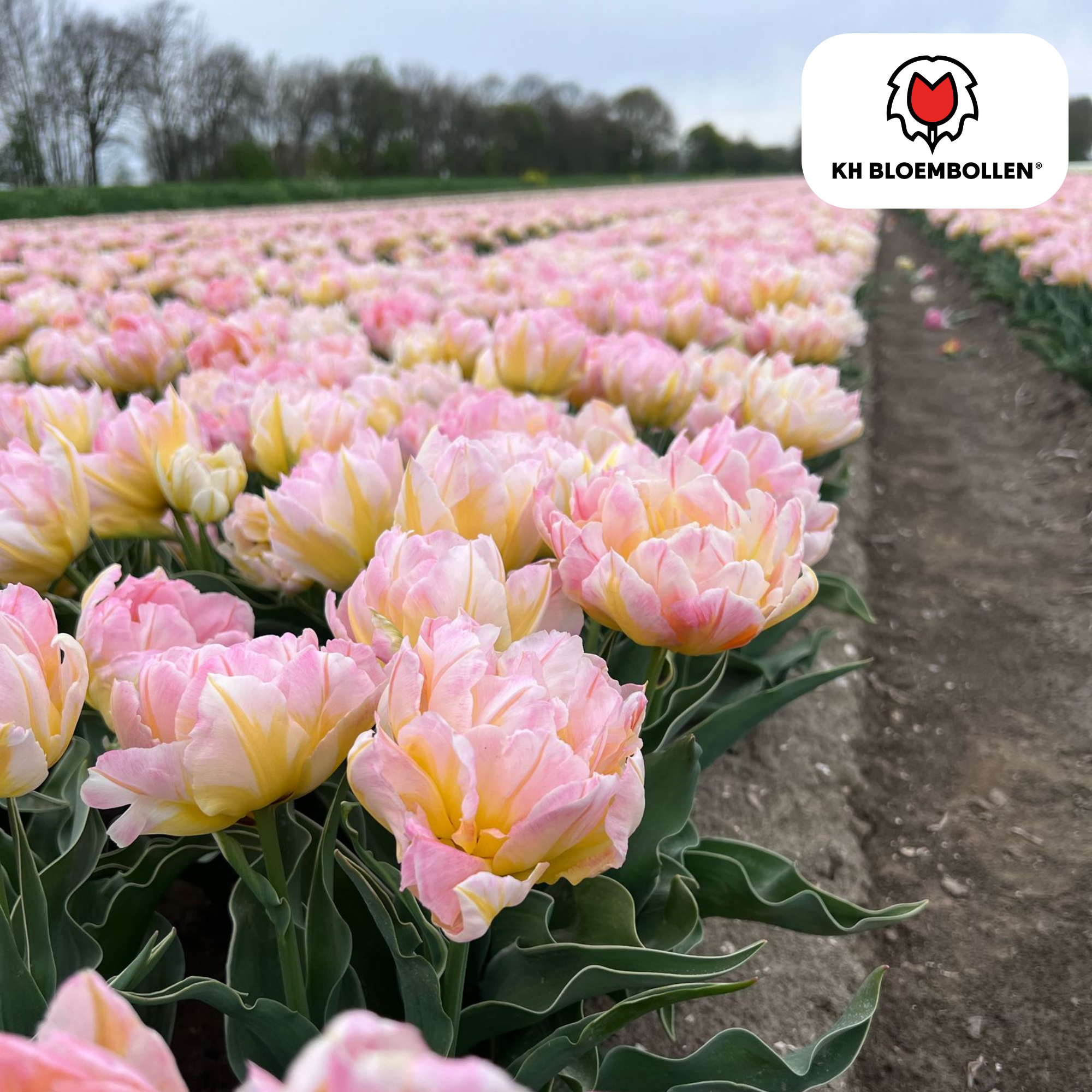 Tulpenbollen Password – 20 Stuks | KH Bloembollen® | Roze Dubbelbloemige Tulp – Vol, Zacht & Romantisch – Voor Tuin of Pot – Maat 11/12 –  (51170)