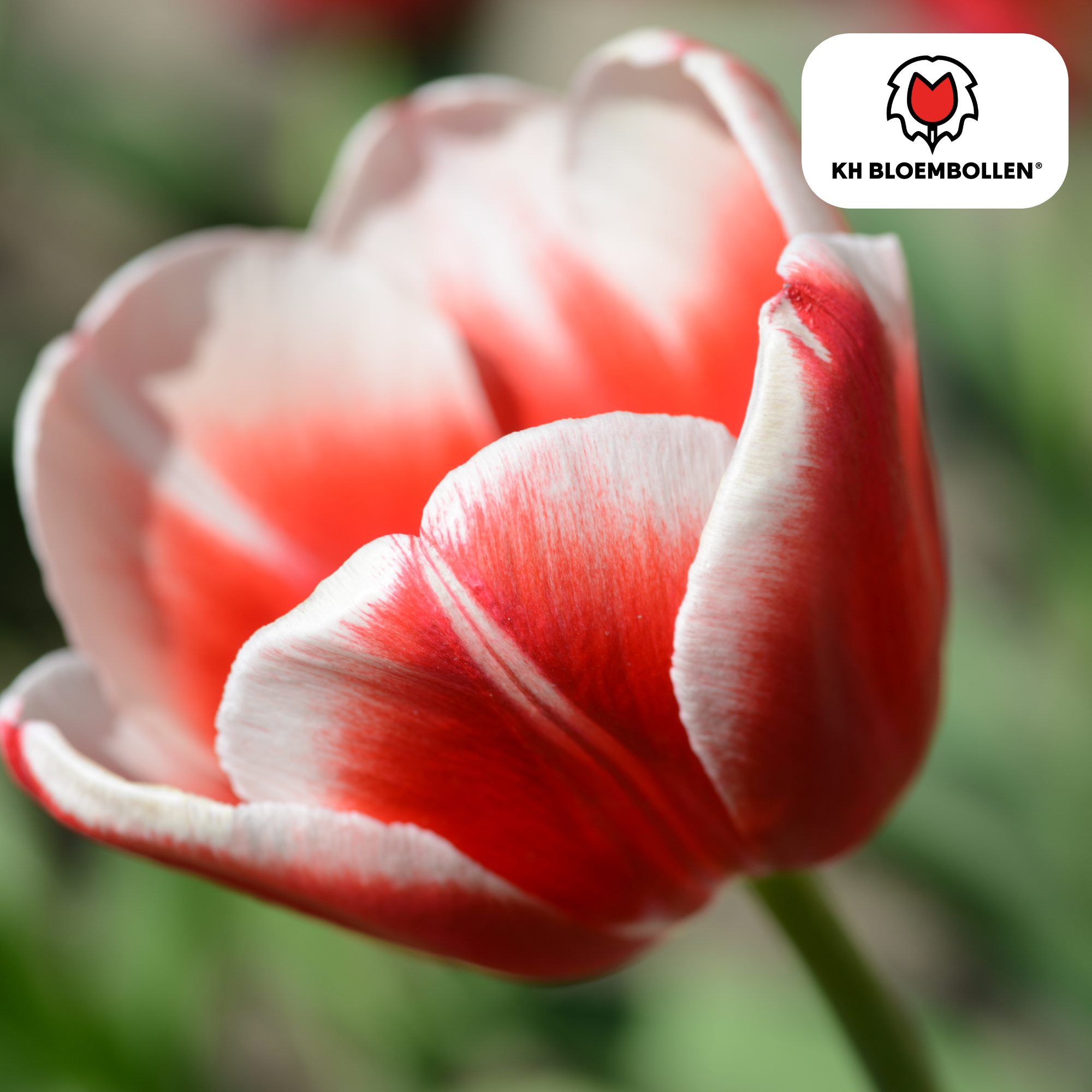 Tulpenbollen Candy Apple Delight – 20 Stuks | KH Bloembollen® | Rood-Witte Tulp – Frisse & Vrolijke Mix – Cadeau voor Tuin of Pot – Maat 11/ (08720256864615)