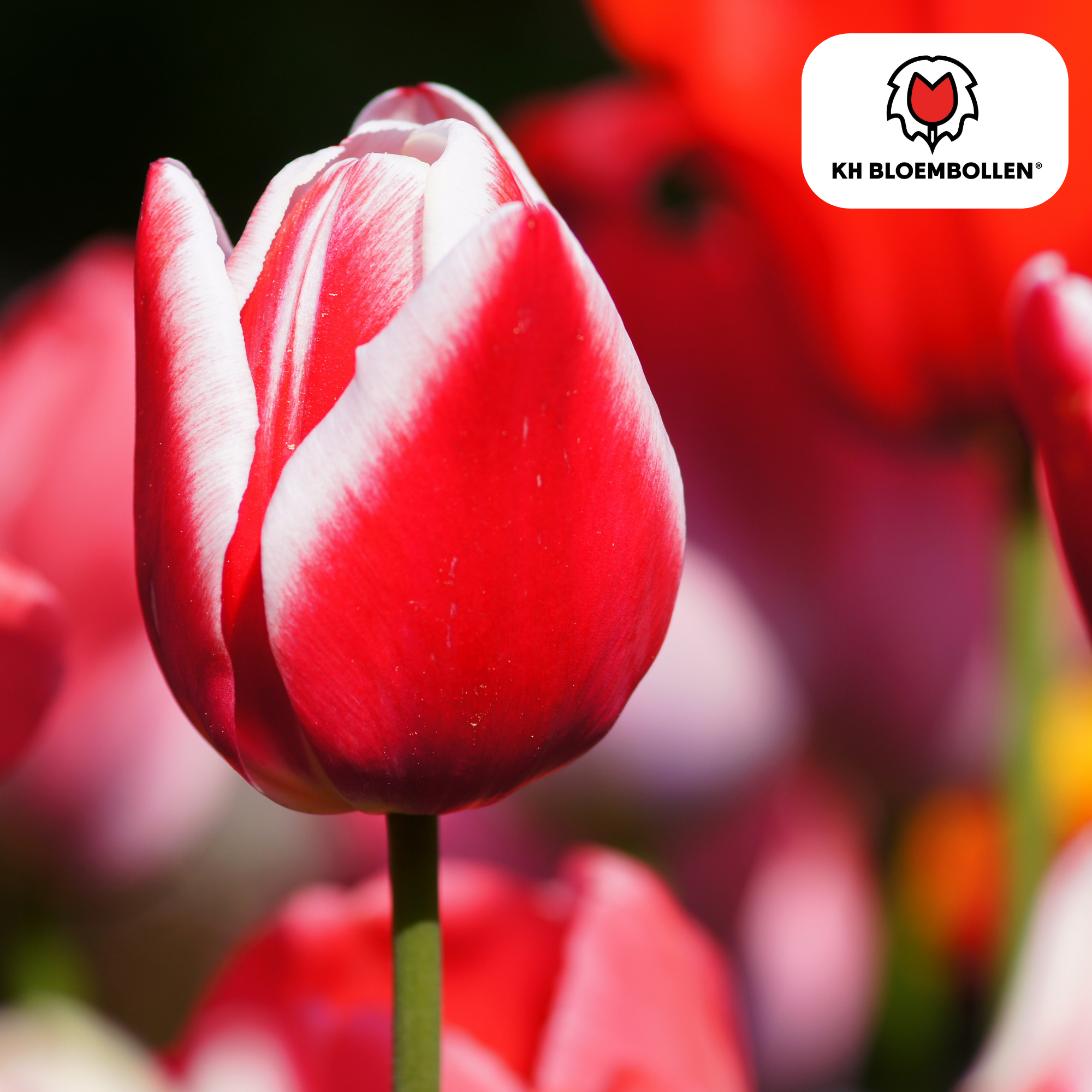 Tulpenbollen Candy Apple Delight – 20 Stuks | KH Bloembollen® | Rood-Witte Tulp – Frisse & Vrolijke Mix – Cadeau voor Tuin of Pot – Maat 11/ (08720256864615)