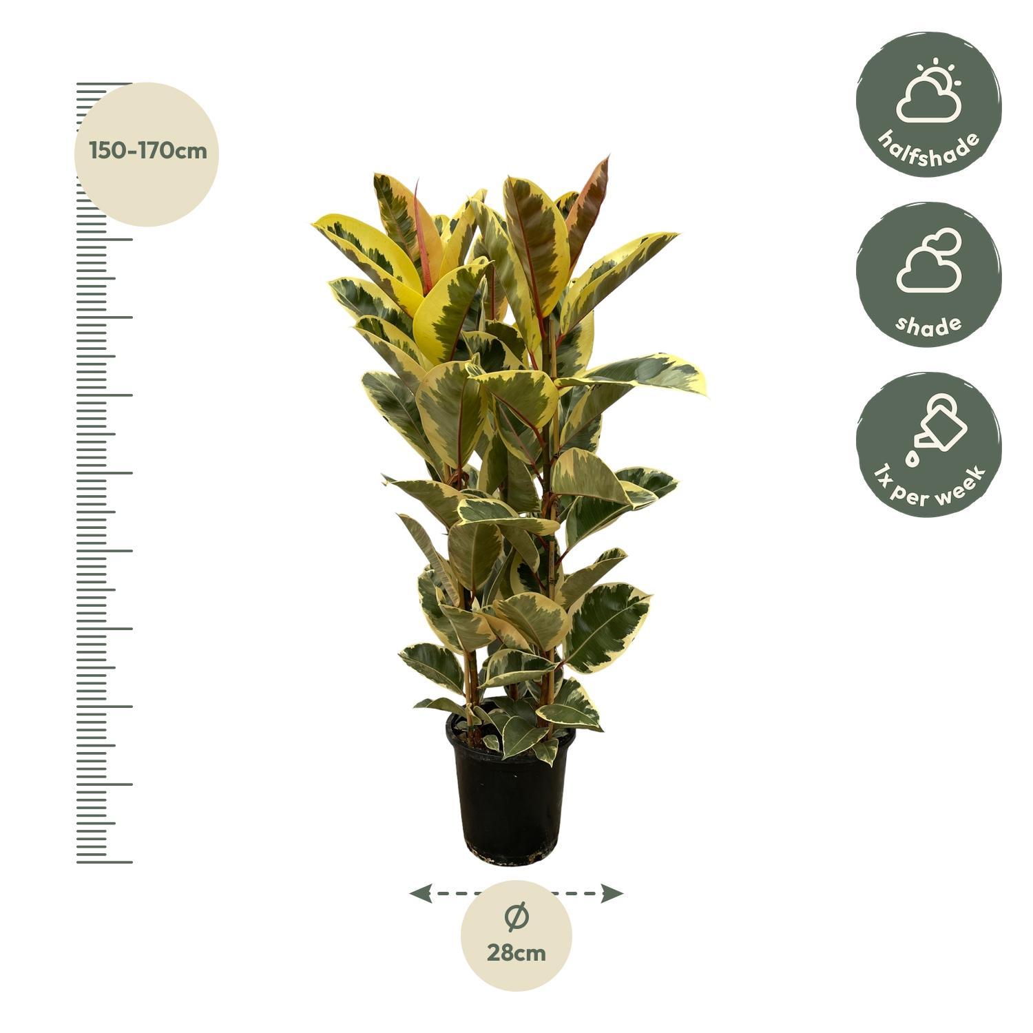 Ficus Elastica Tineke struik - 140 cm - Ø28cm (8721081685307)