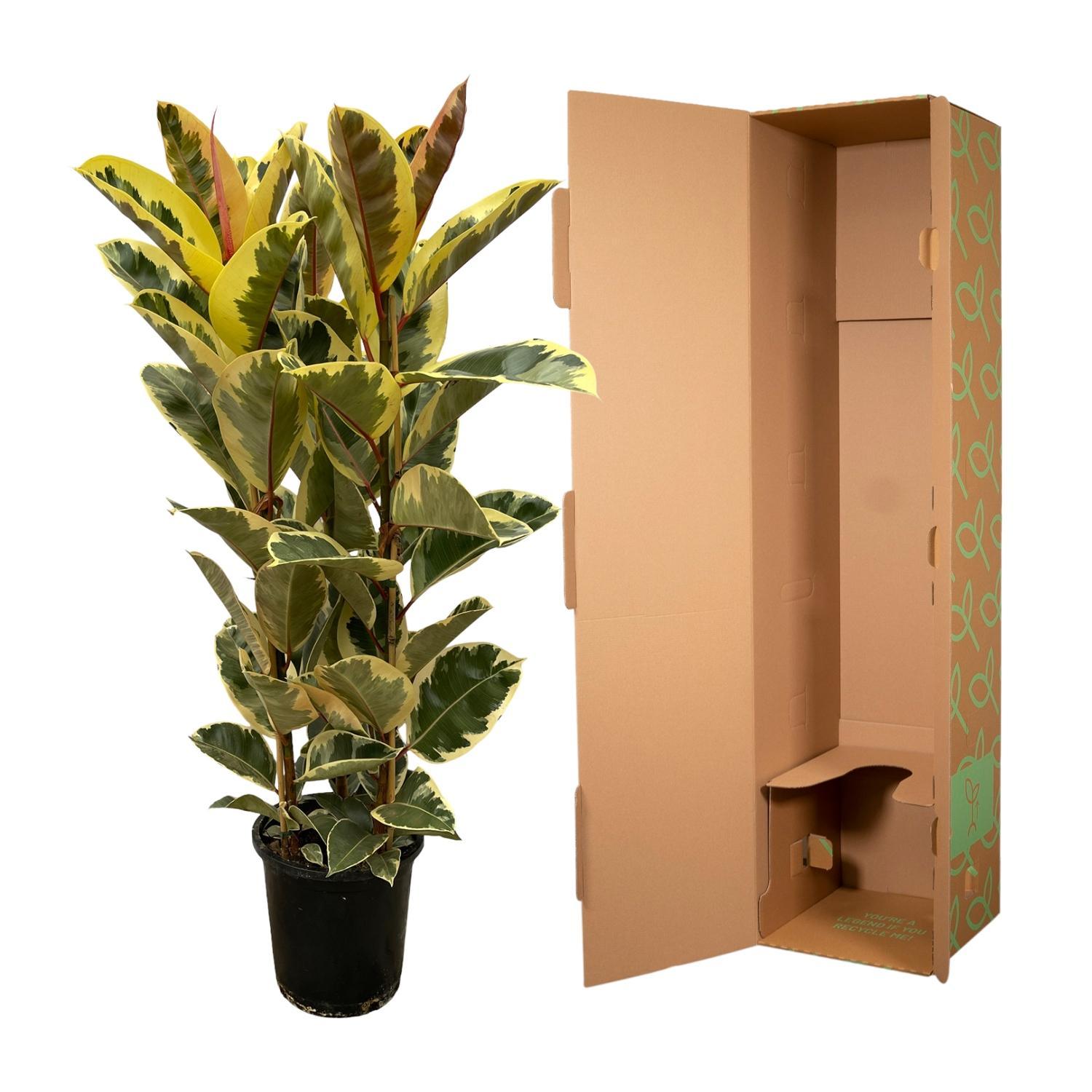 Ficus Elastica Tineke struik - 140 cm - Ø28cm (8721081685307)