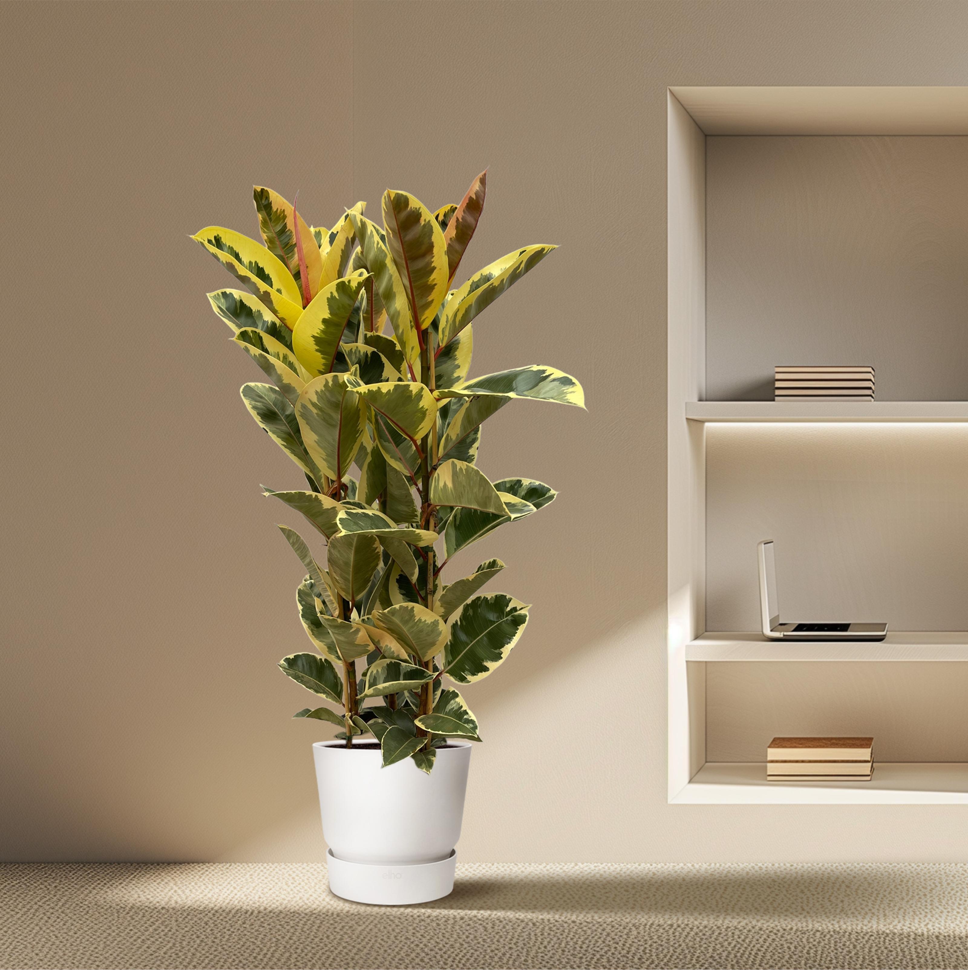 Ficus Elastica Tineke struik - 140 cm - Ø28cm (8721081685307)