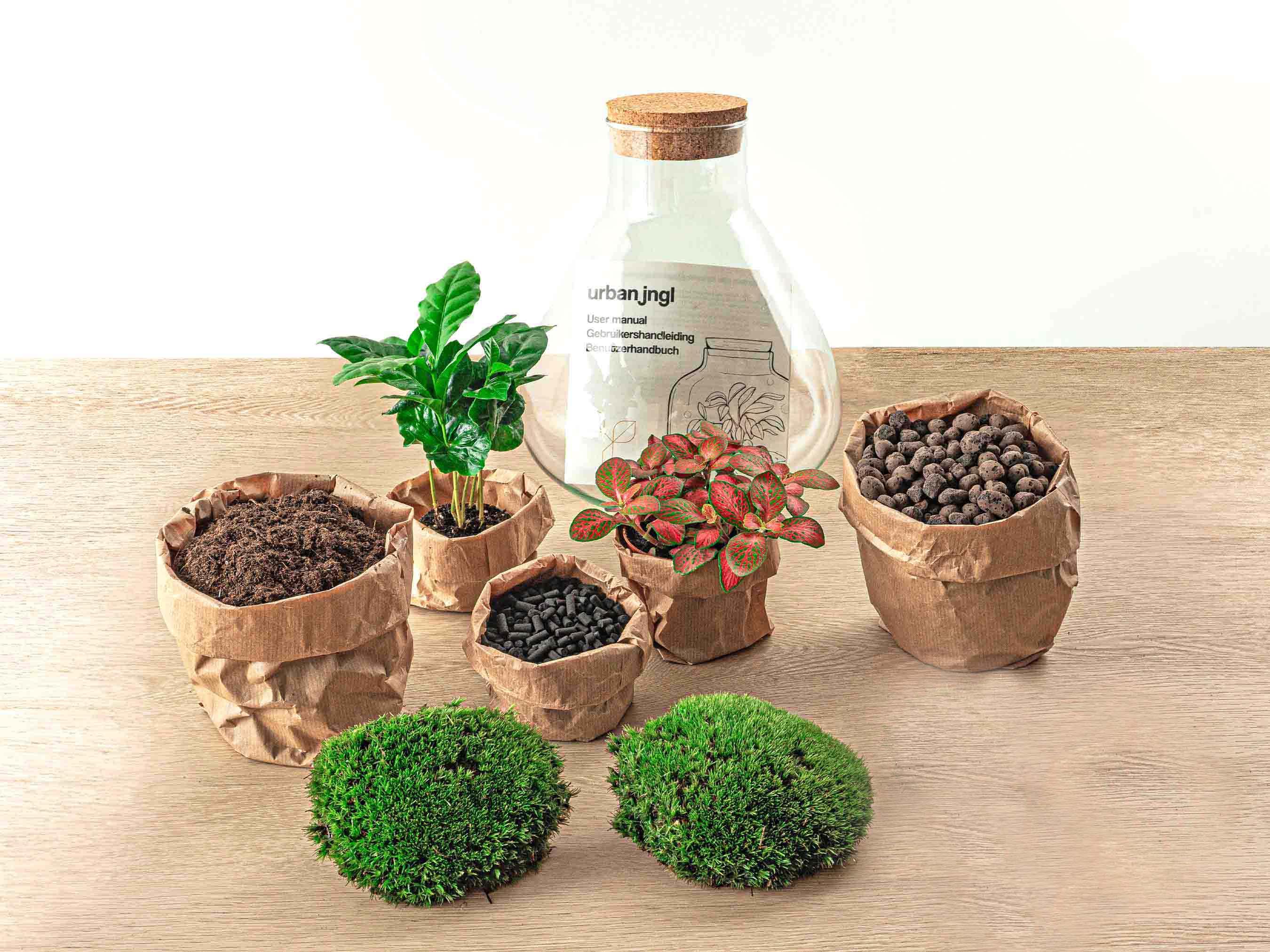 DIY terrarium - Sammie Coffea Red - Ø 22,5 cm ↑ 27 cm - No tools (8720872020365)