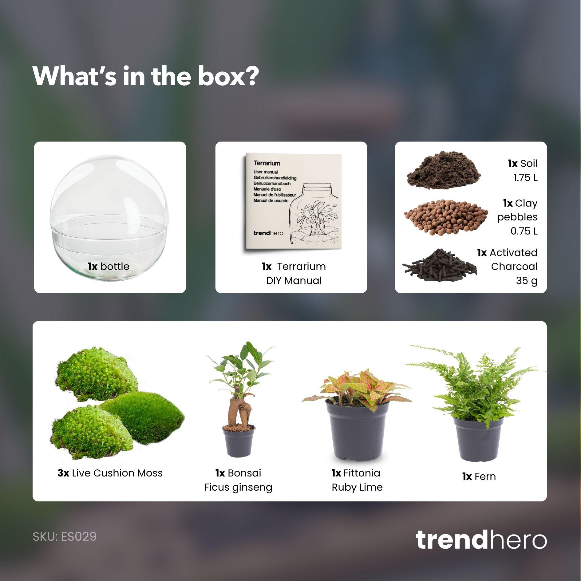 DIY Planten terrarium tweedelig bolglas - Dome XL Bonsai - Ø 28 cm ↑ 28 cm - No tools (8719327599839)
