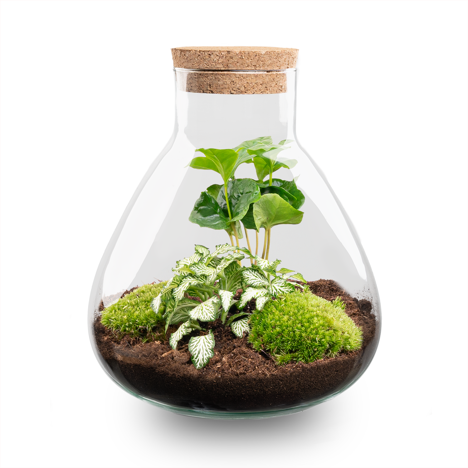 DIY Planten terrarium – Sammie Coffea White – ↕ 27 cm (8719326972404)