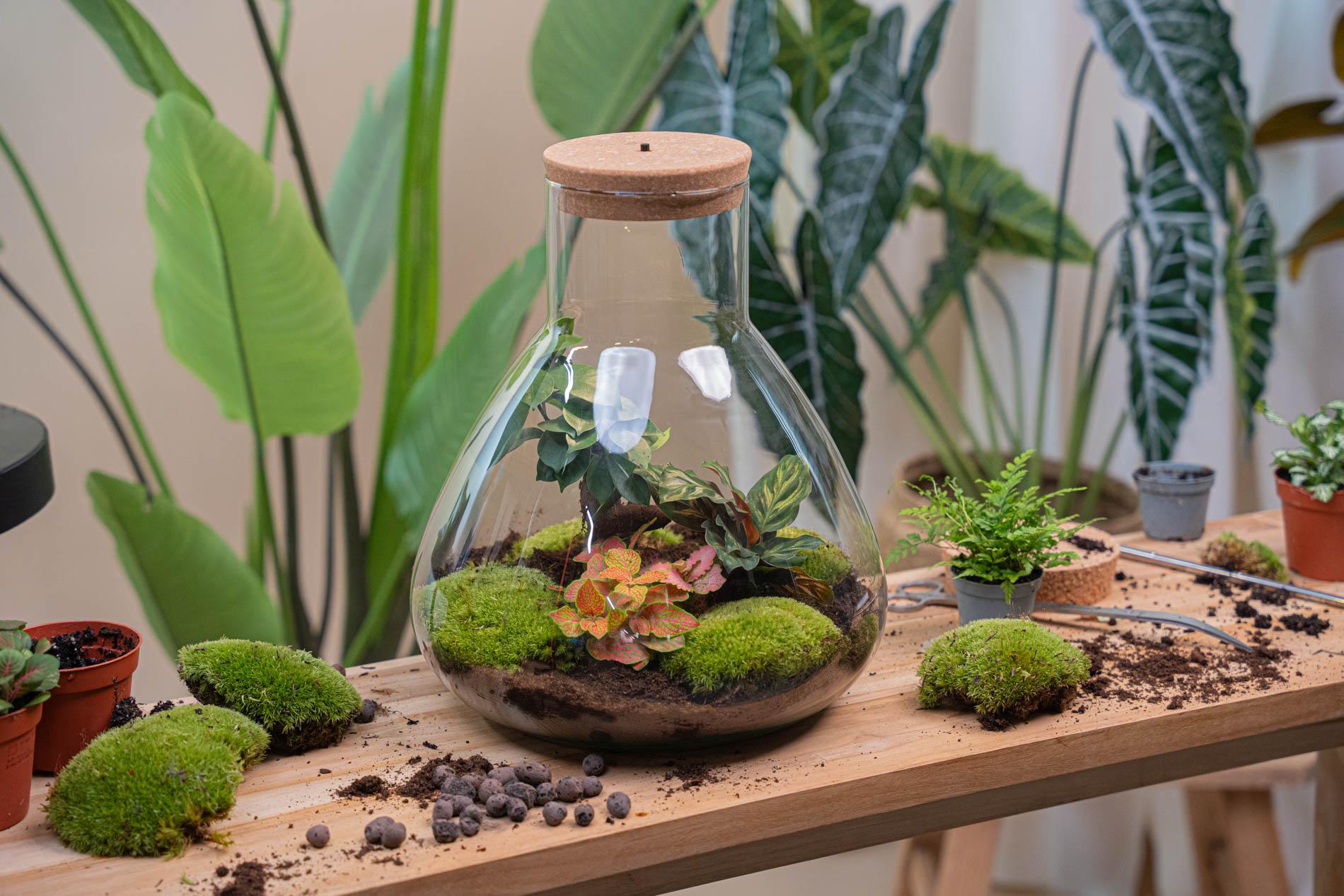 DIY Planten terrarium met licht - Sam XL Red - Ø 30 cm ↑ 32 cm - No tools (8720726958097)