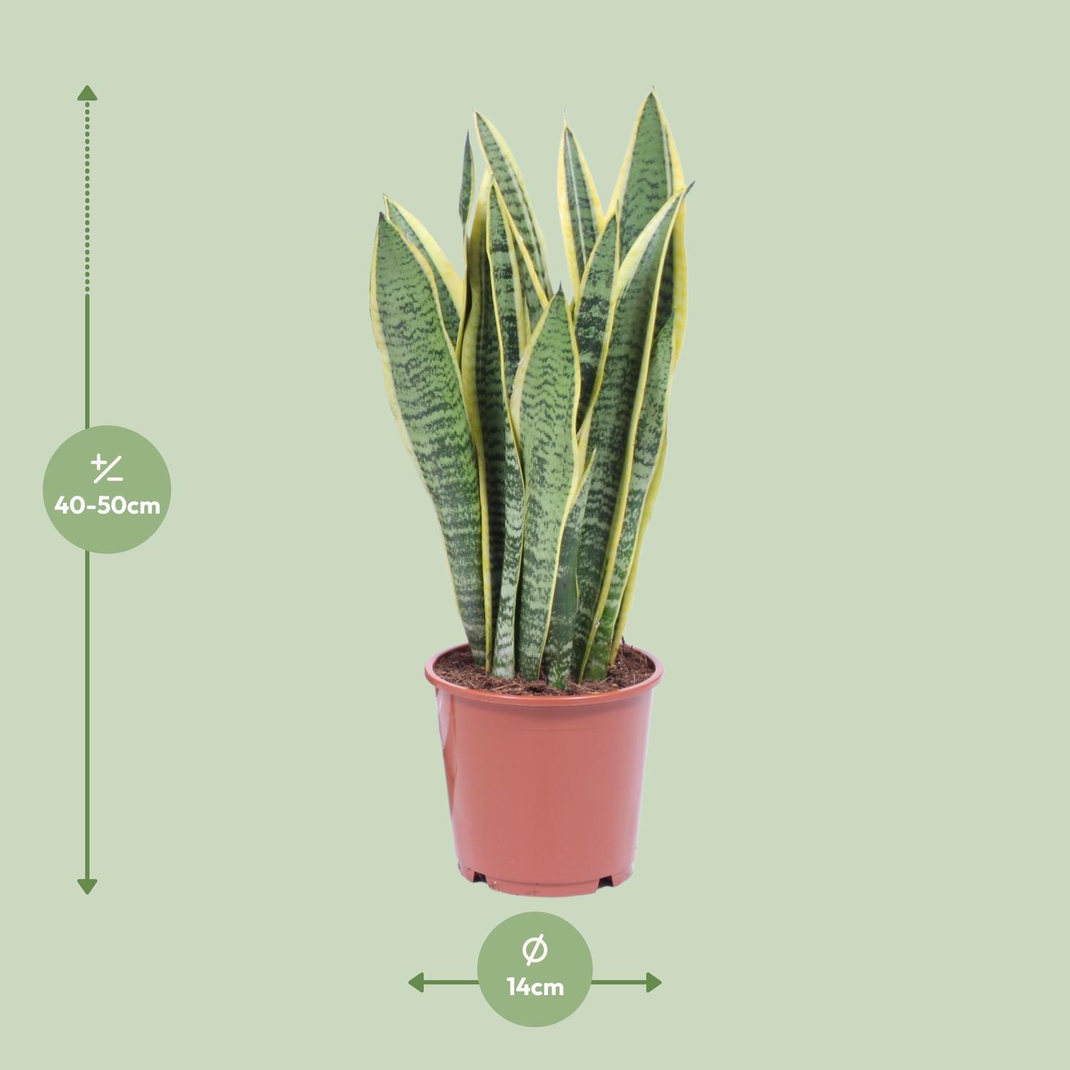 Sansevieria Trifasciata Laurentii (8720634284813)