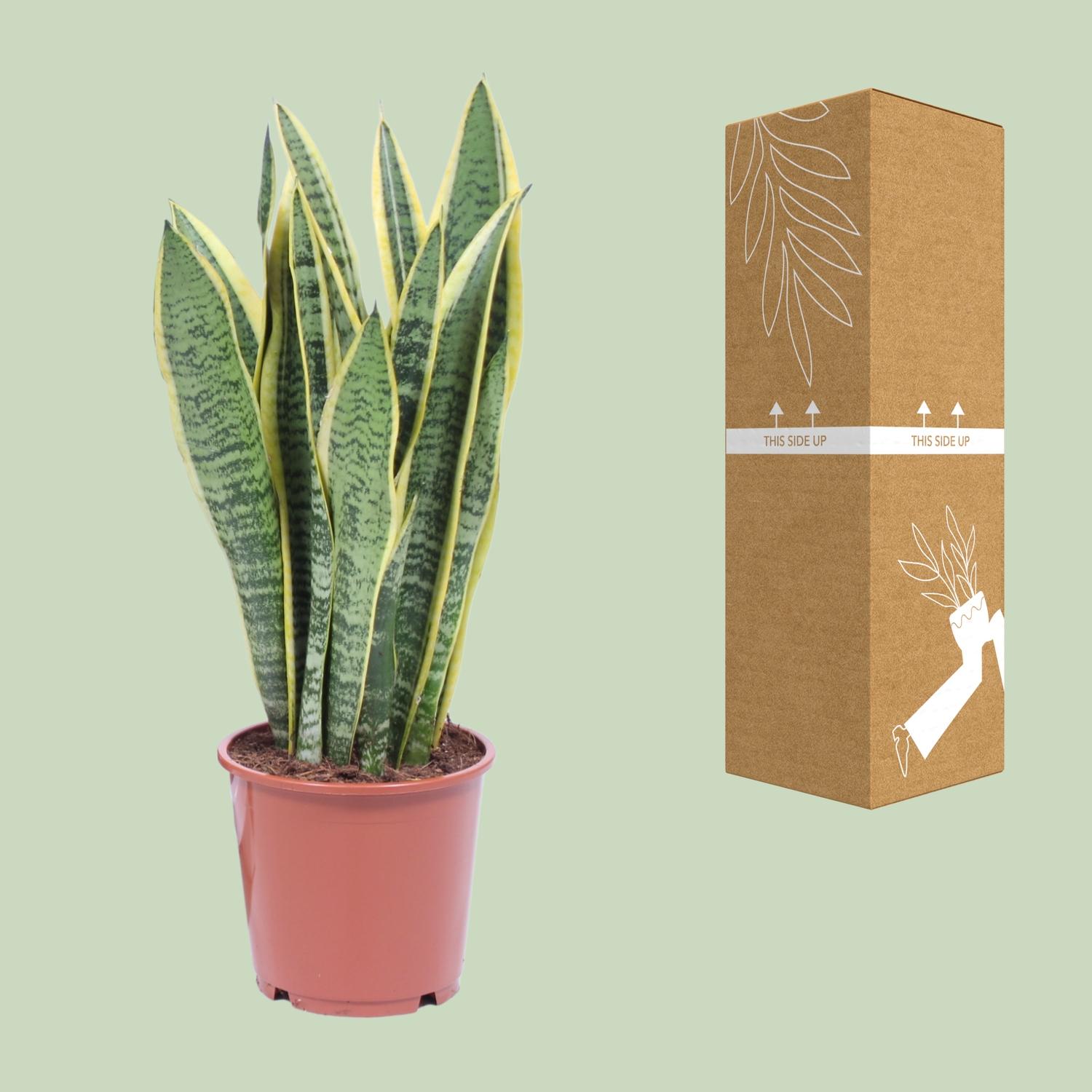 Sansevieria Trifasciata Laurentii (8720634284813)