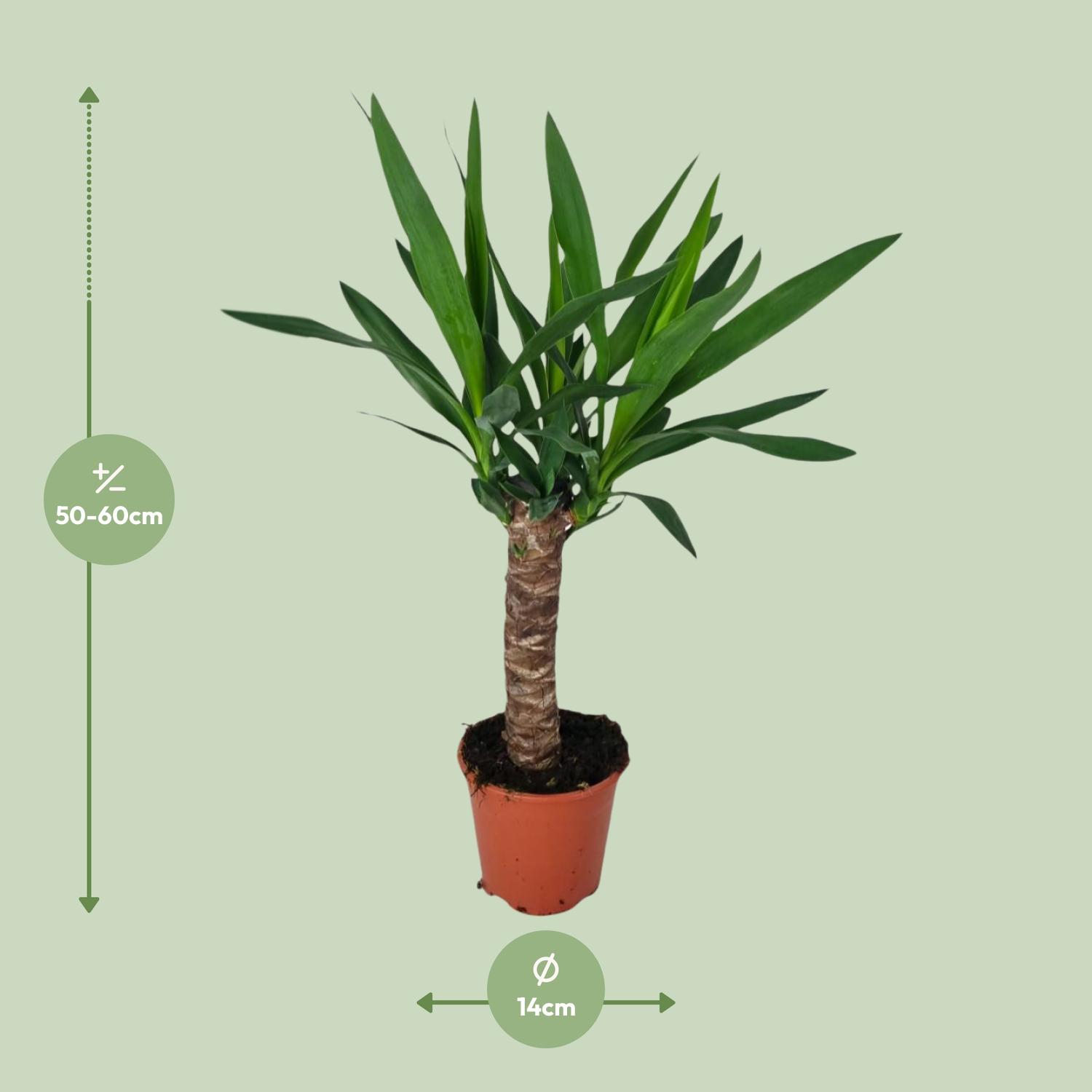 Yucca (16127)