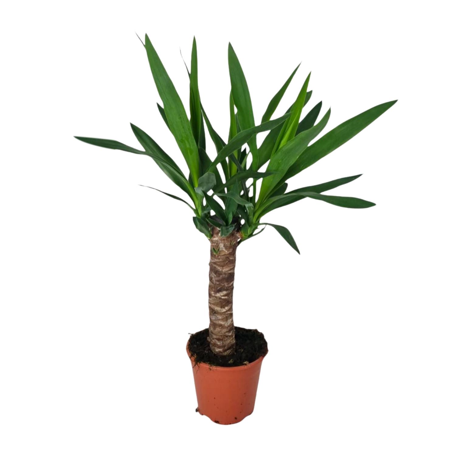 Yucca (16127)