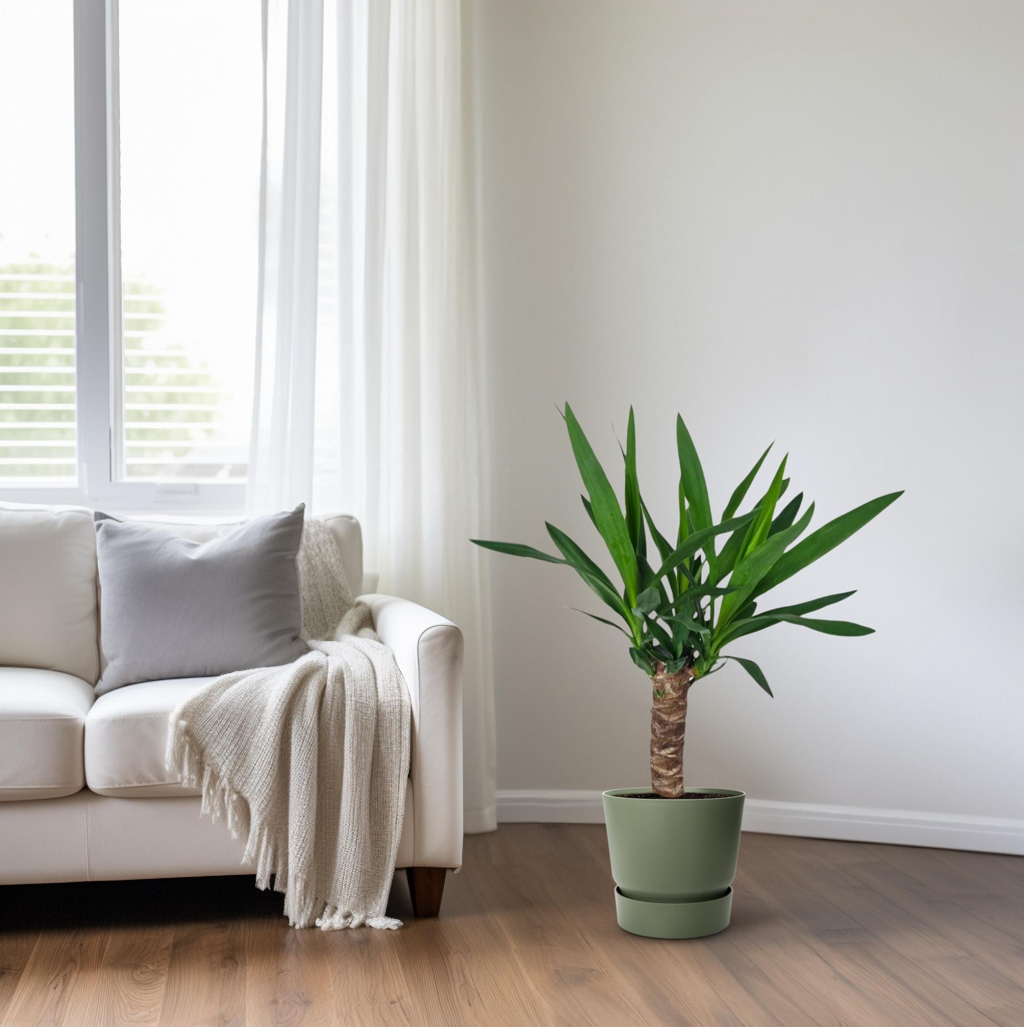 Yucca (16127)