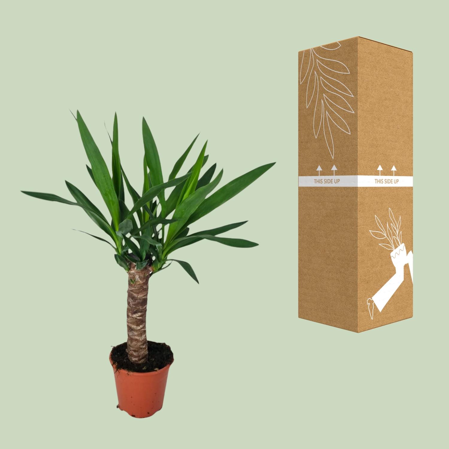 Yucca (16127)
