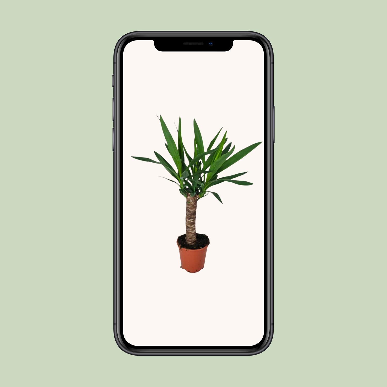 Yucca (16127)
