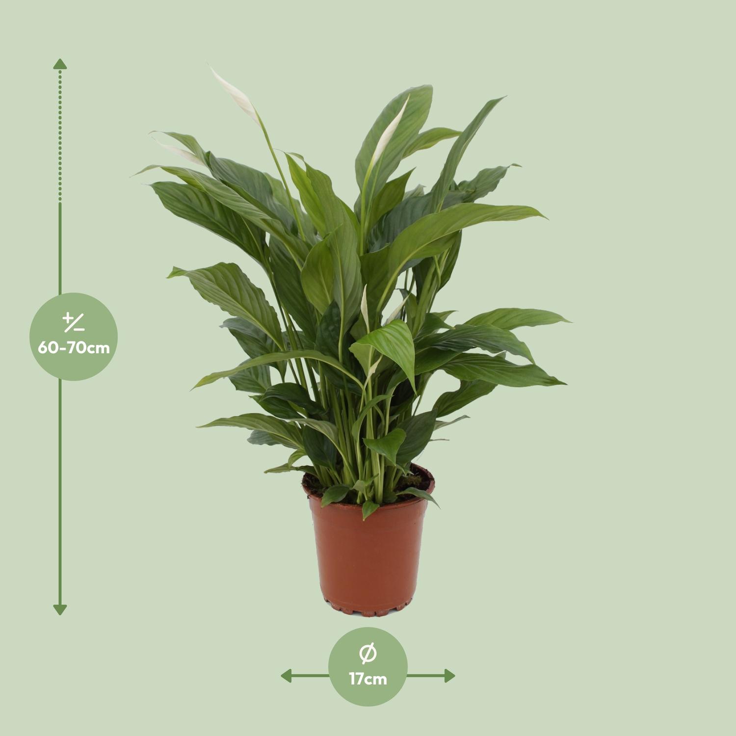Spathiphyllum Torelli P17 (25314)