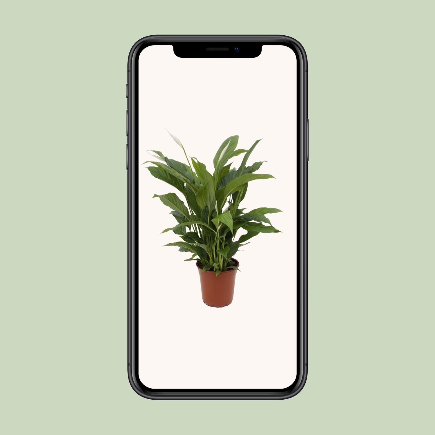 Spathiphyllum Torelli P17 (25314)