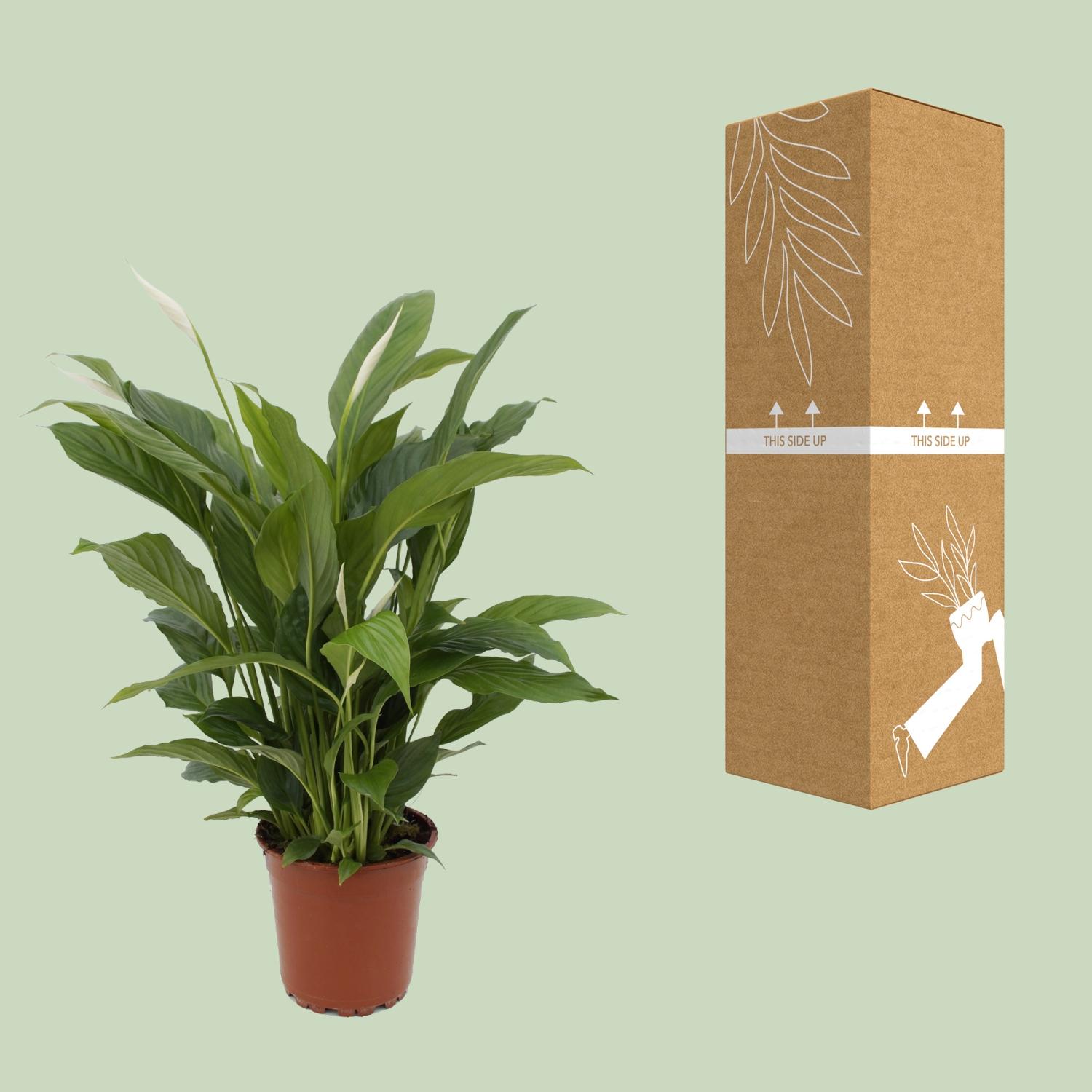 Spathiphyllum Torelli P17 (25314)