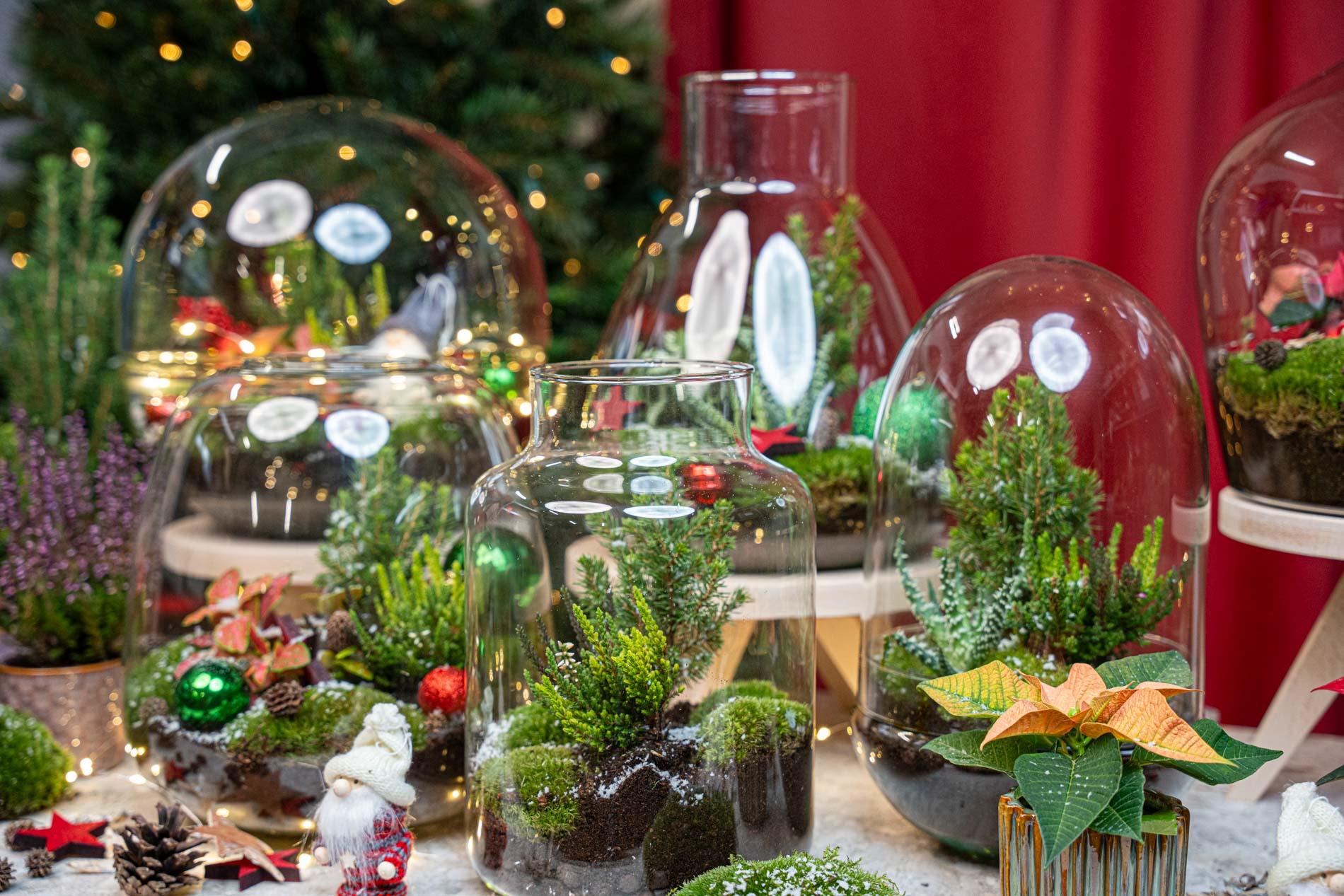 Holly Christmas terrarium - Bottle garden DIY kit - Ø 29 cm ↑ 30 (8720872025209)