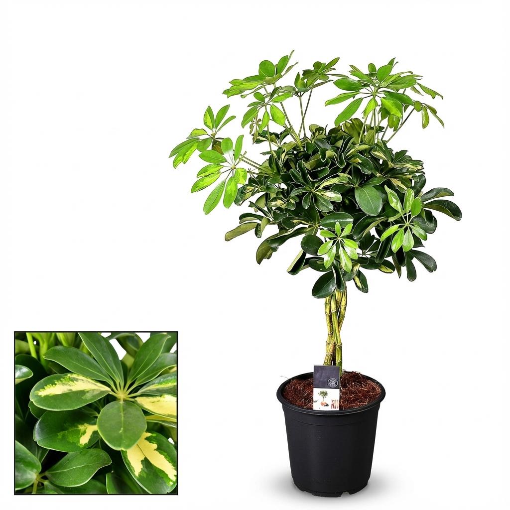 Schefflera Gold Capella (16230)