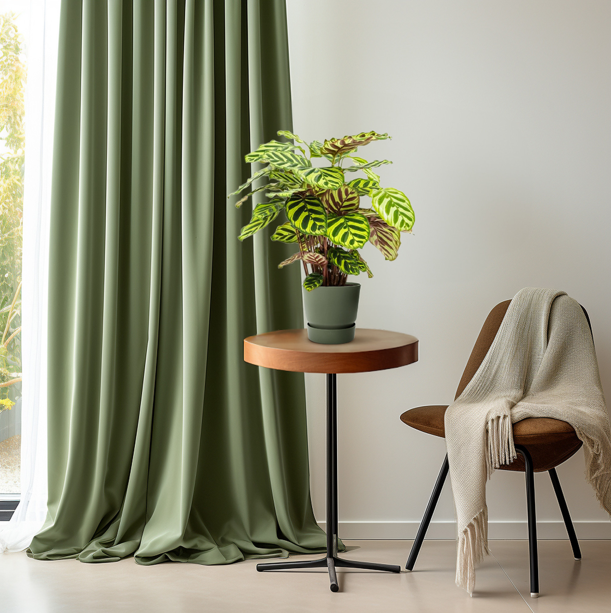 Calathea Makoyana (28900)