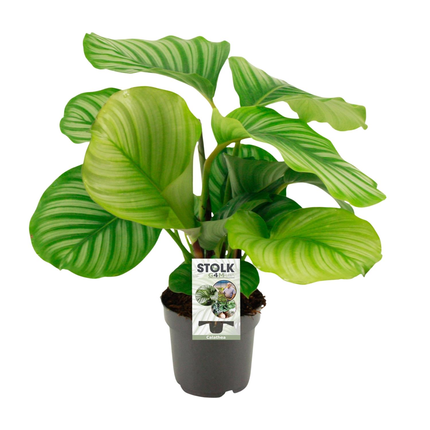 Calathea Orbifolia (8720634287296)