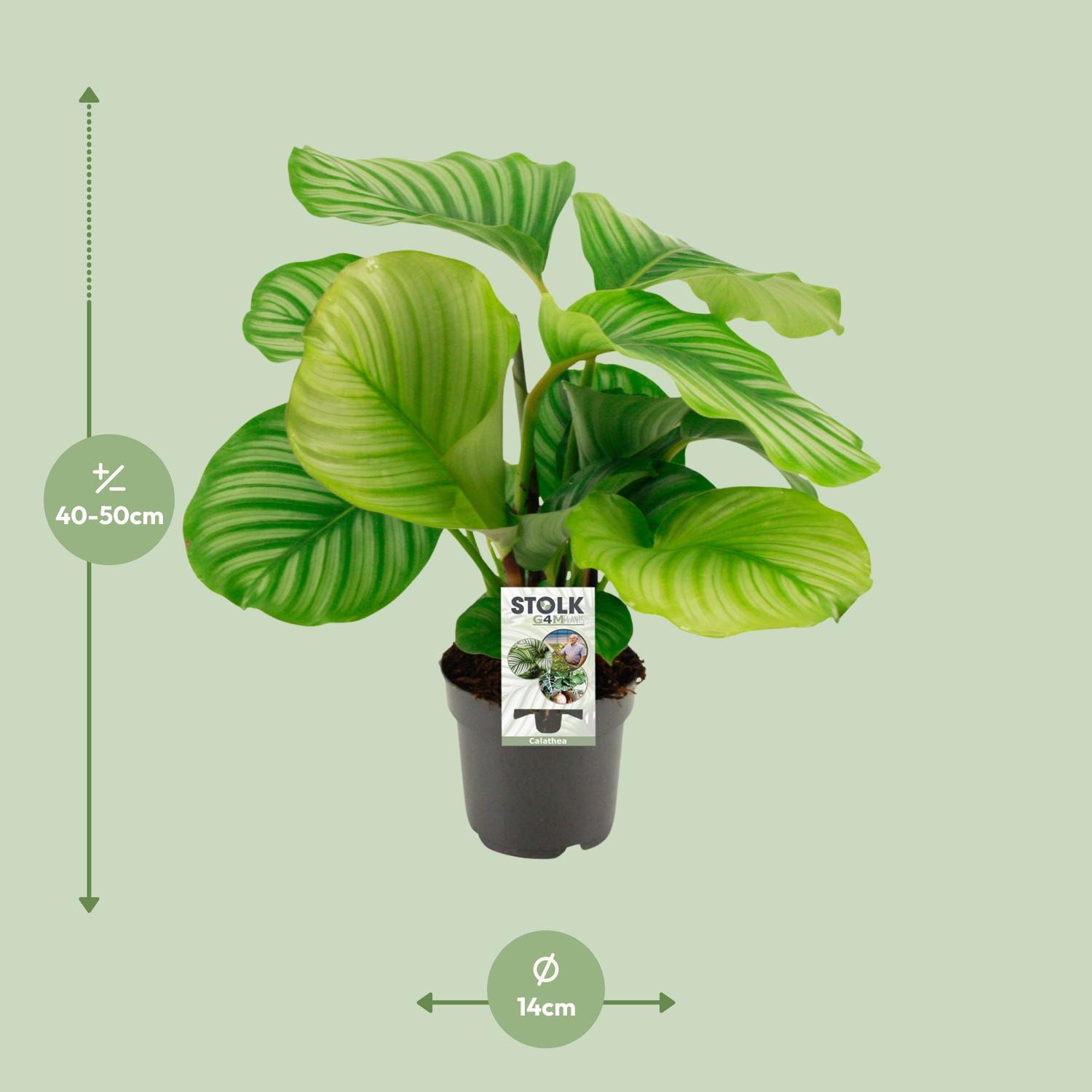 Calathea Orbifolia (8720634287296)