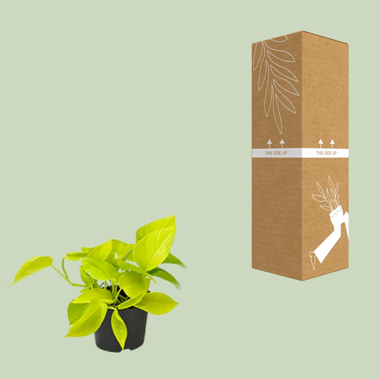 Epipremnum Golden Pothos - Scindapsus - PROMO - Ø12 (8720634284486)