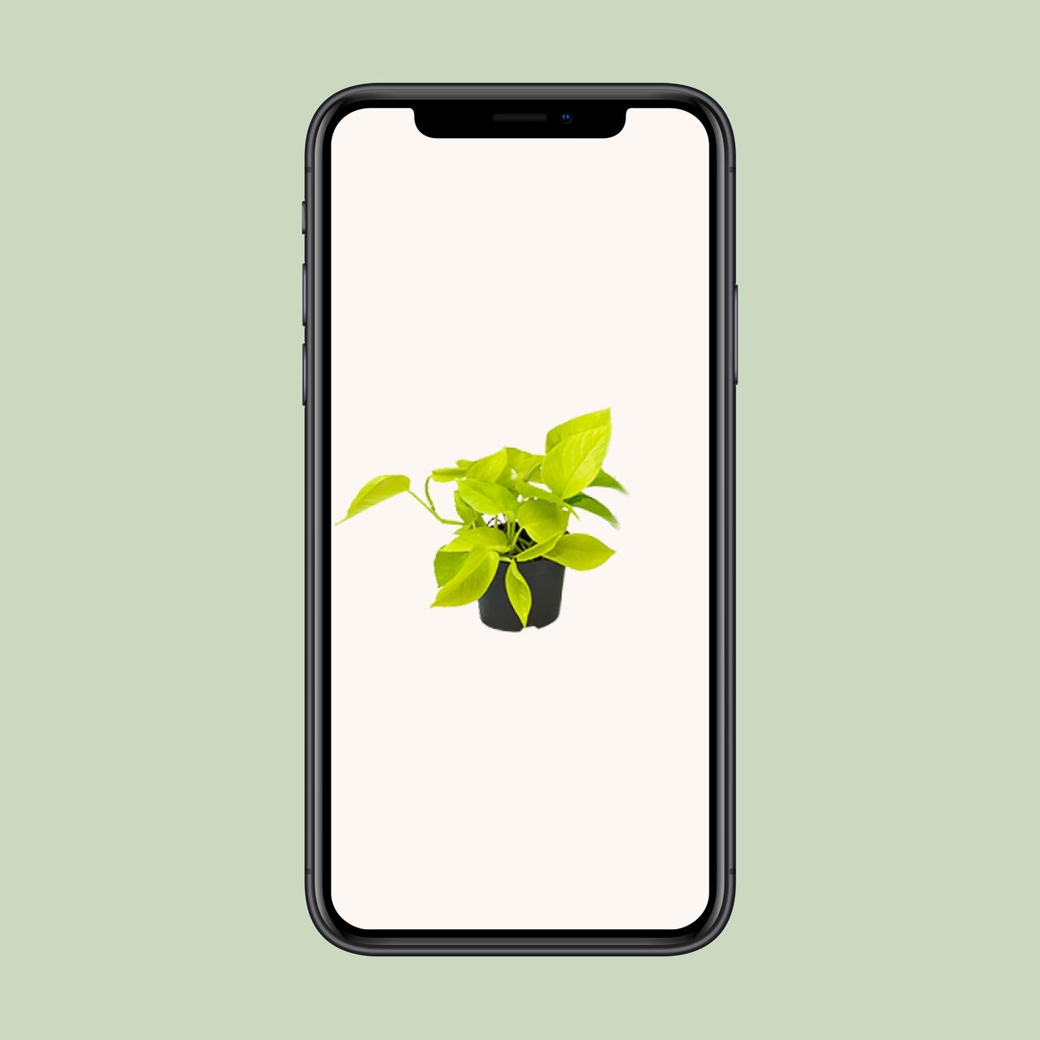 Epipremnum Golden Pothos - Scindapsus - PROMO - Ø12 (8720634284486)