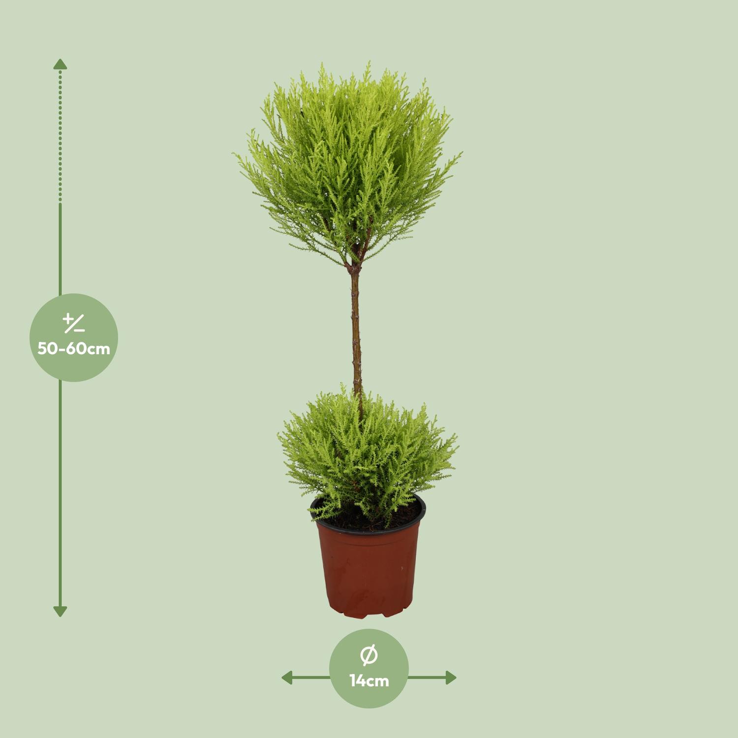 Cupressus Goldcrest Wilma (9663)