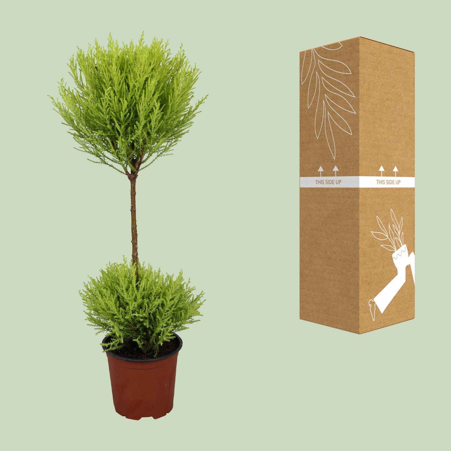Cupressus Goldcrest Wilma (9663)