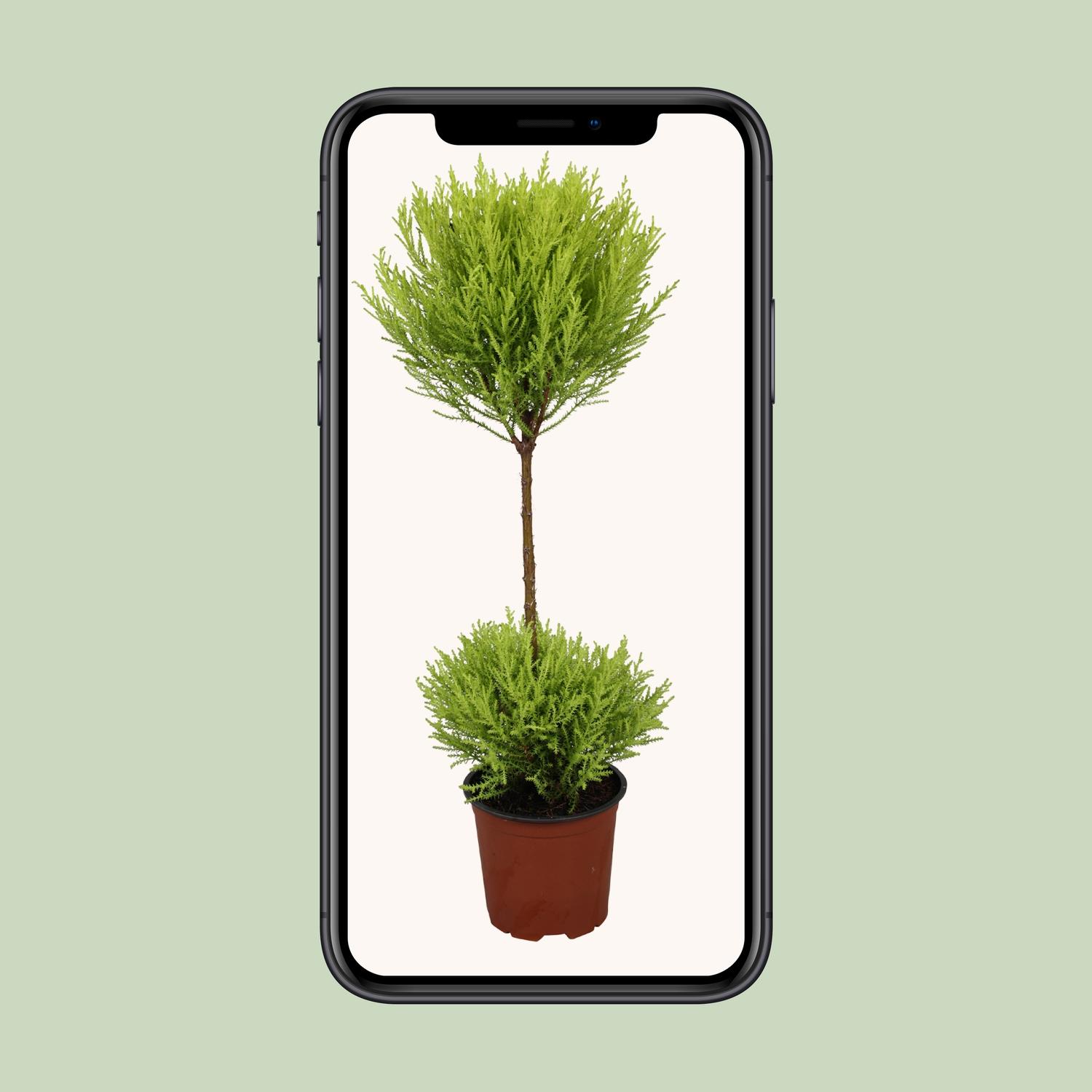 Cupressus Goldcrest Wilma (9663)