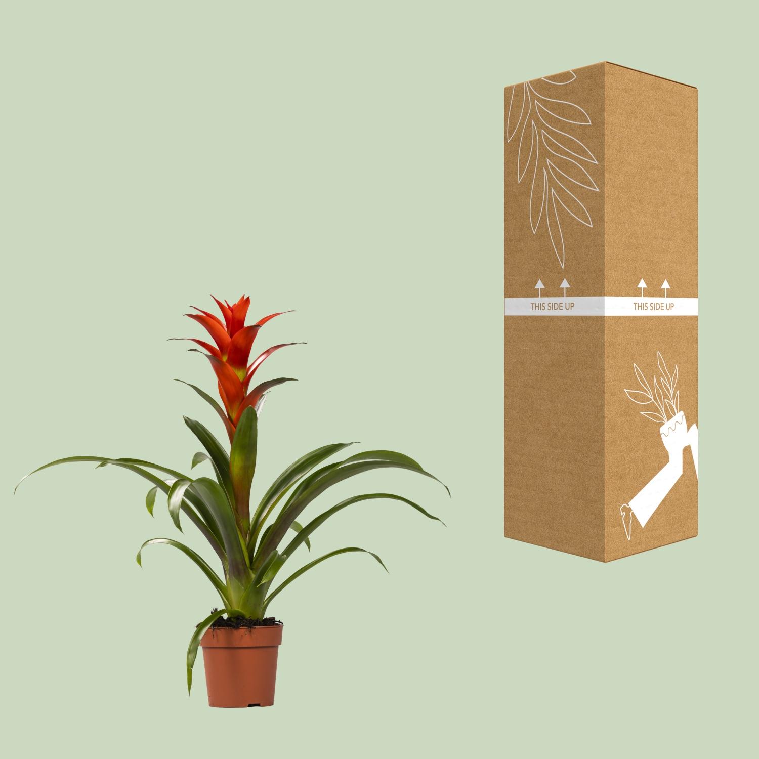 Guzmania Ostara (13882)