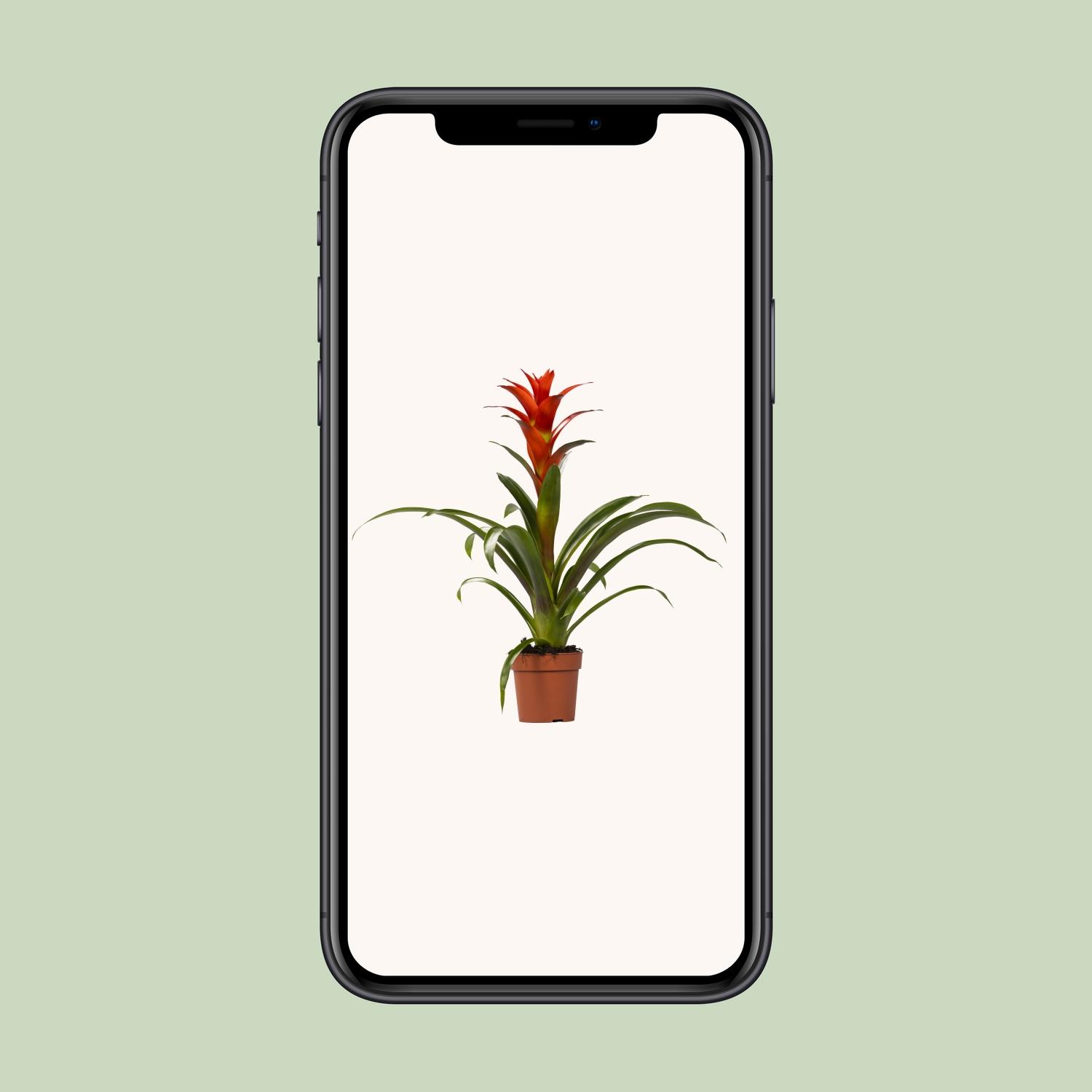 Guzmania Ostara (13882)