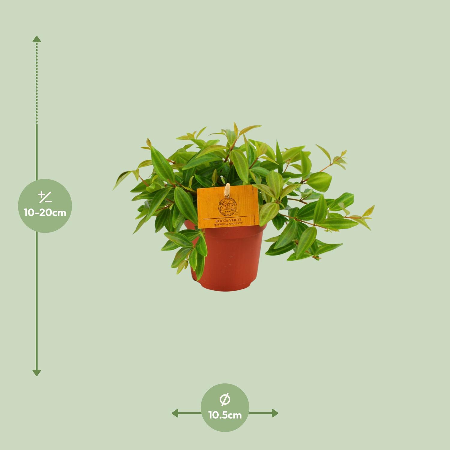 Peperomia Ang. Rocca Vivace (12880)