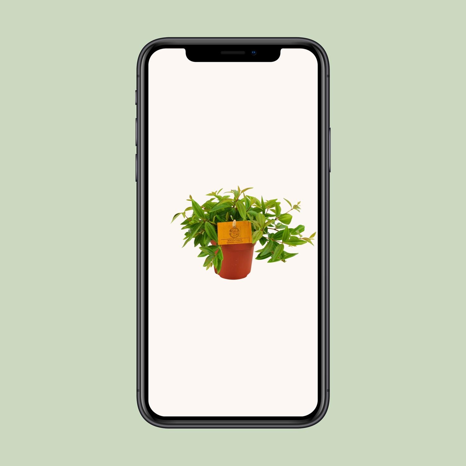 Peperomia Ang. Rocca Vivace (12880)