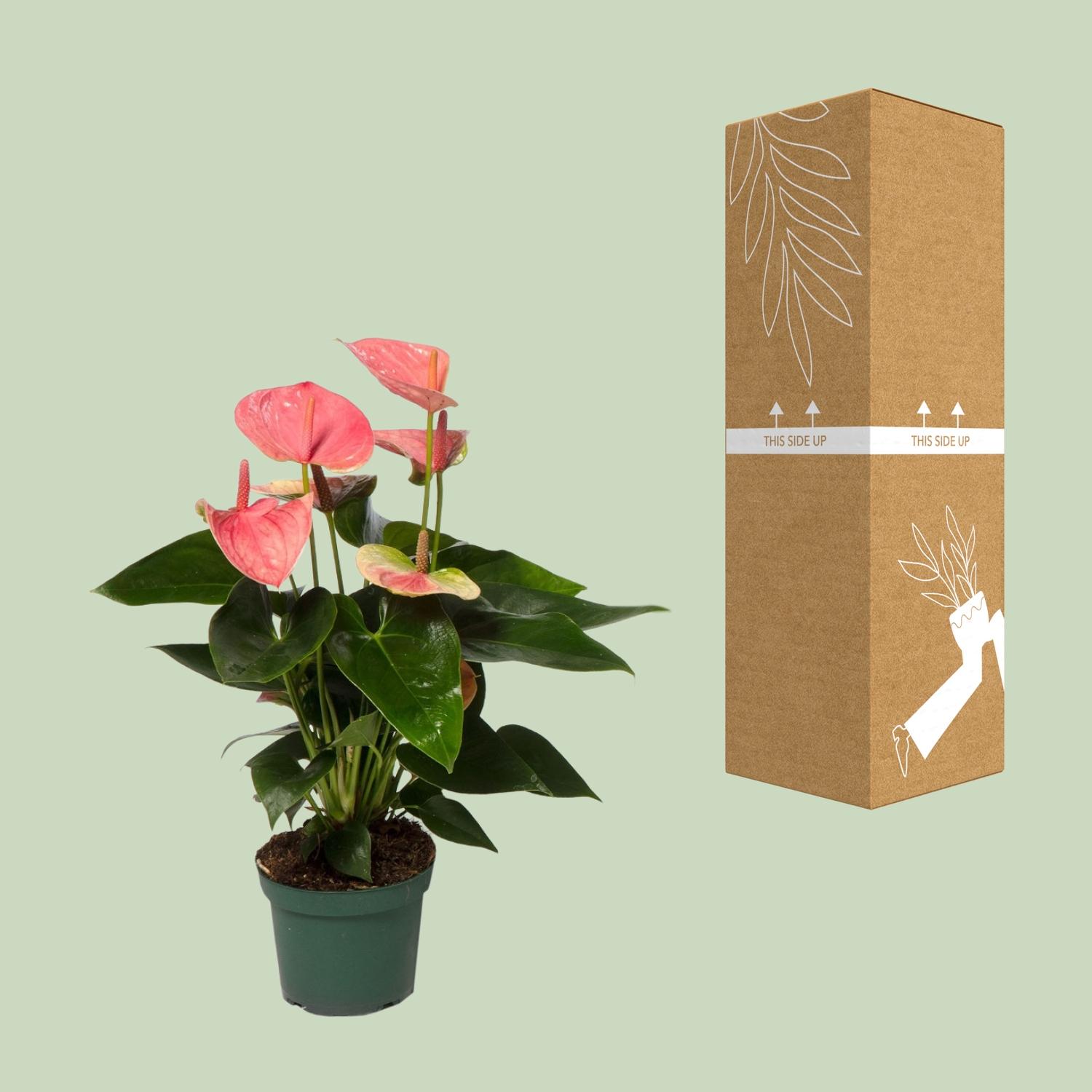 Anthurium Sweet Dream (12620)