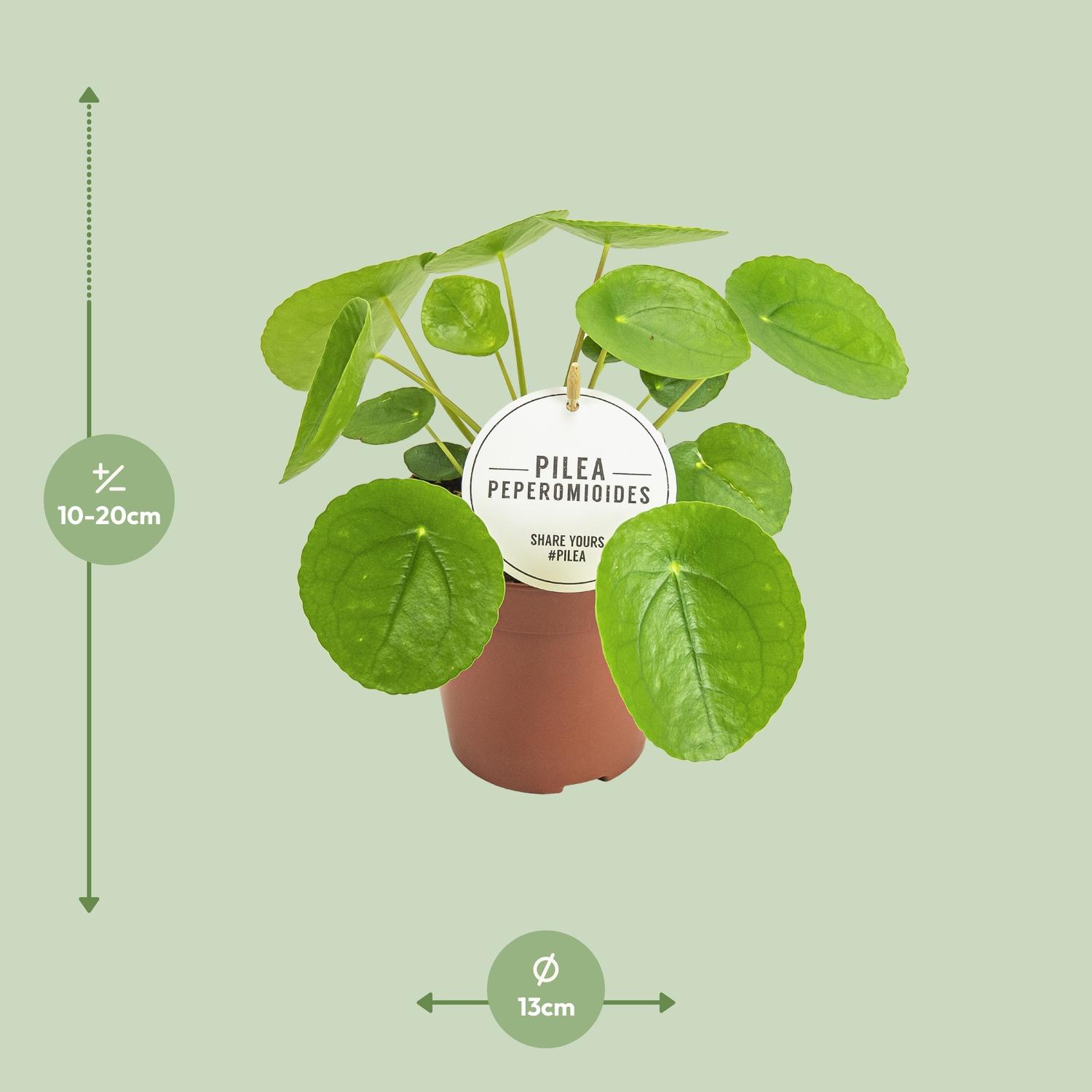 Pilea Peperomioides (22575)