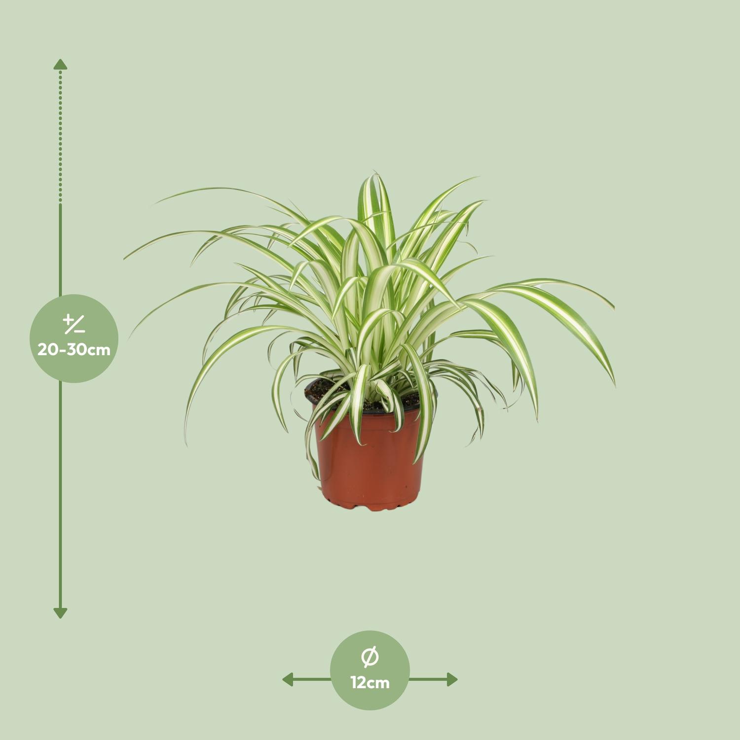 Chlorophytum (8720634287753)