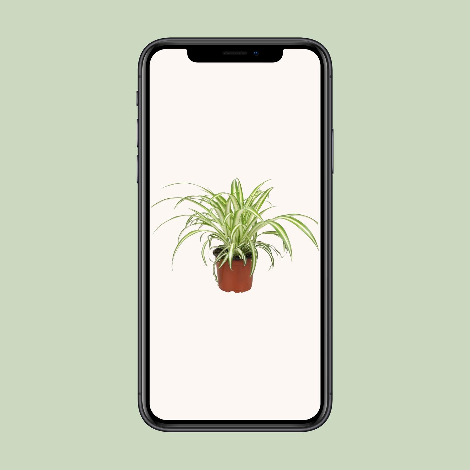 Chlorophytum (8720634287753)
