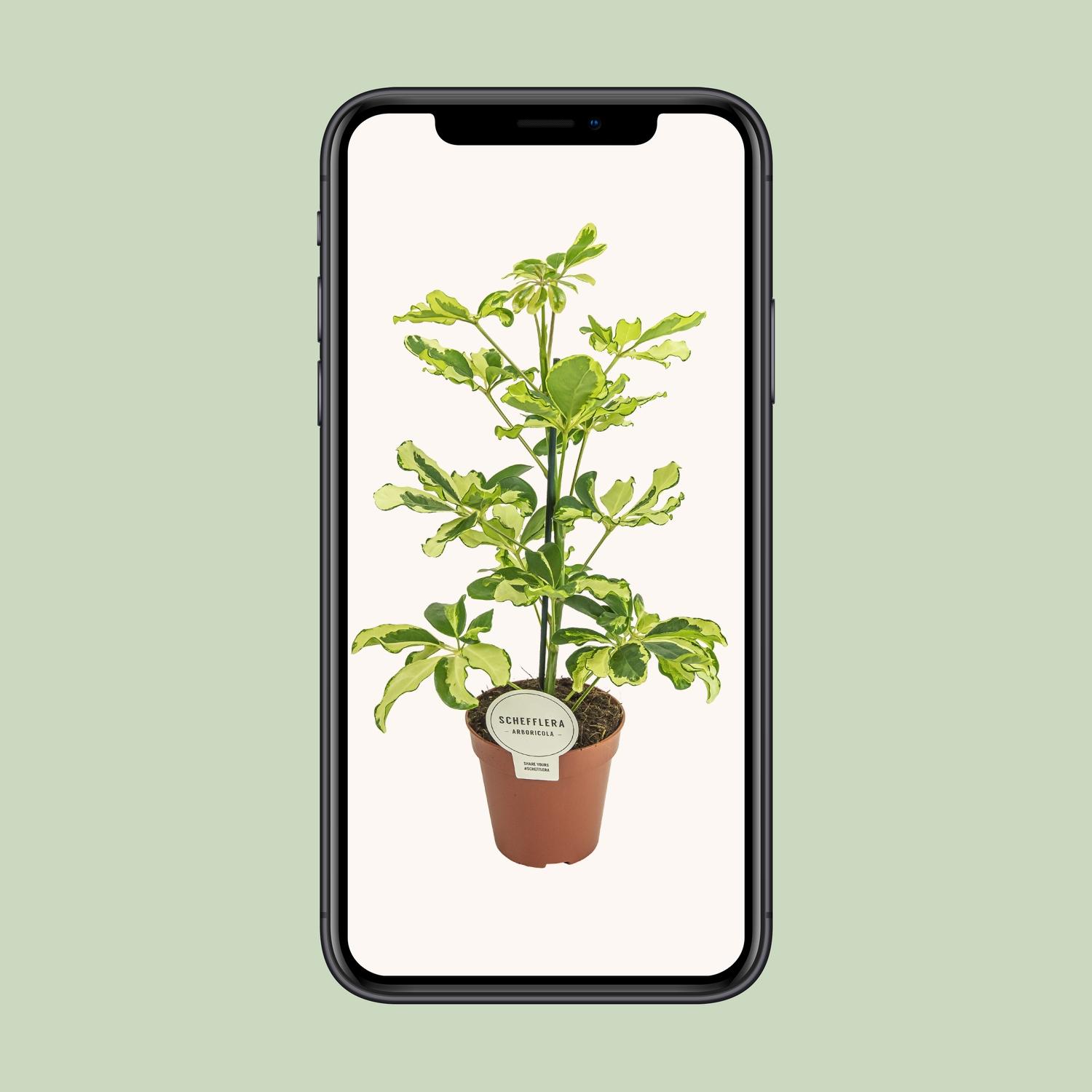 Schefflera Charlotte (16587)