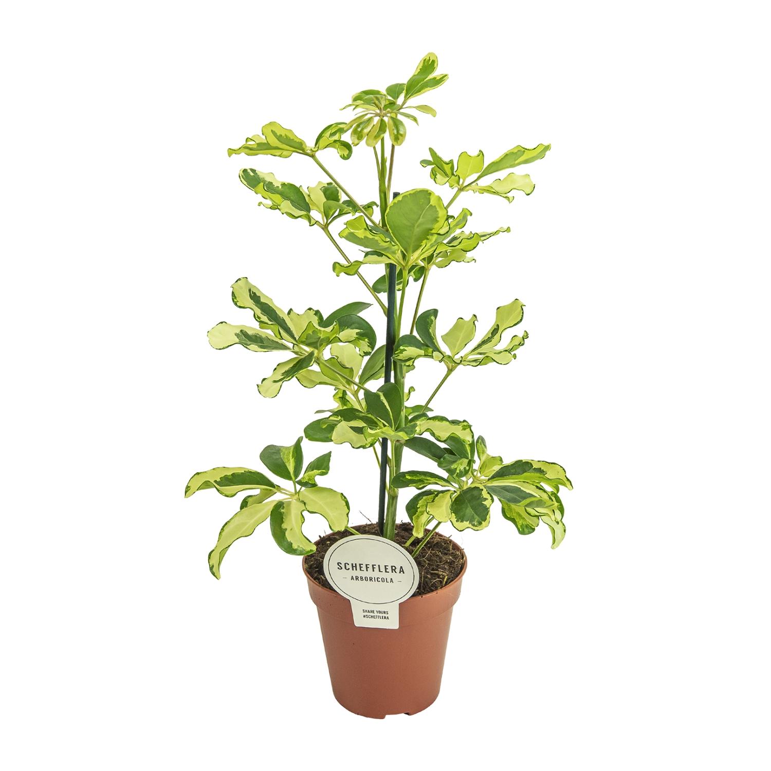 Schefflera Charlotte (16587)