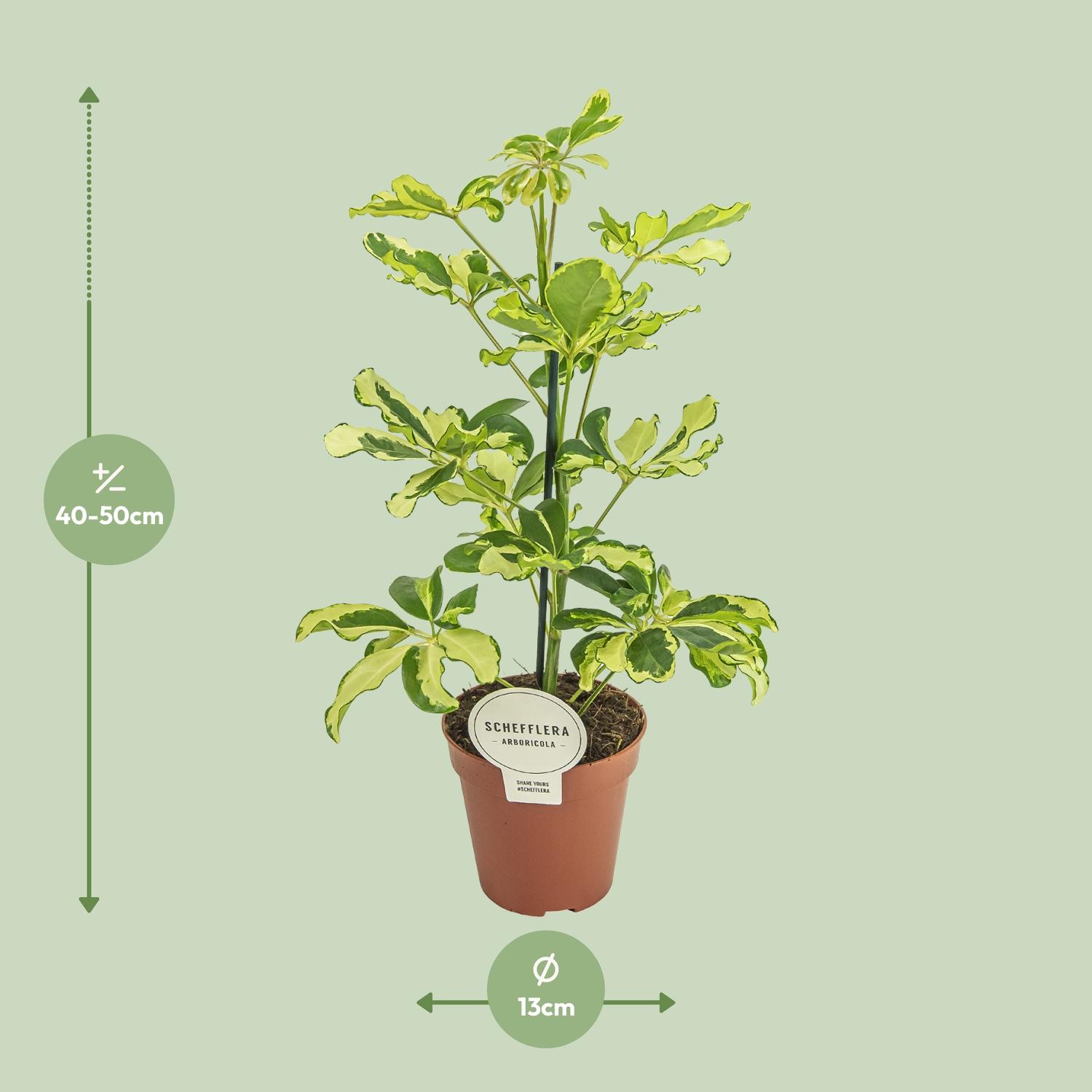 Schefflera Charlotte (16587)