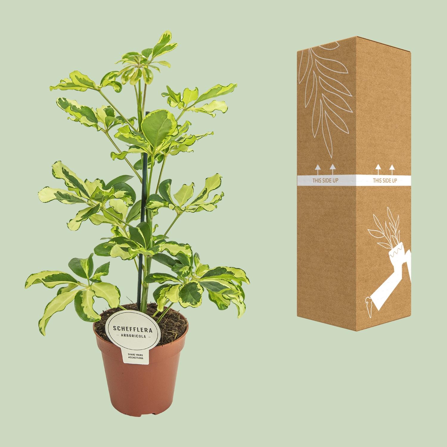 Schefflera Charlotte (16587)