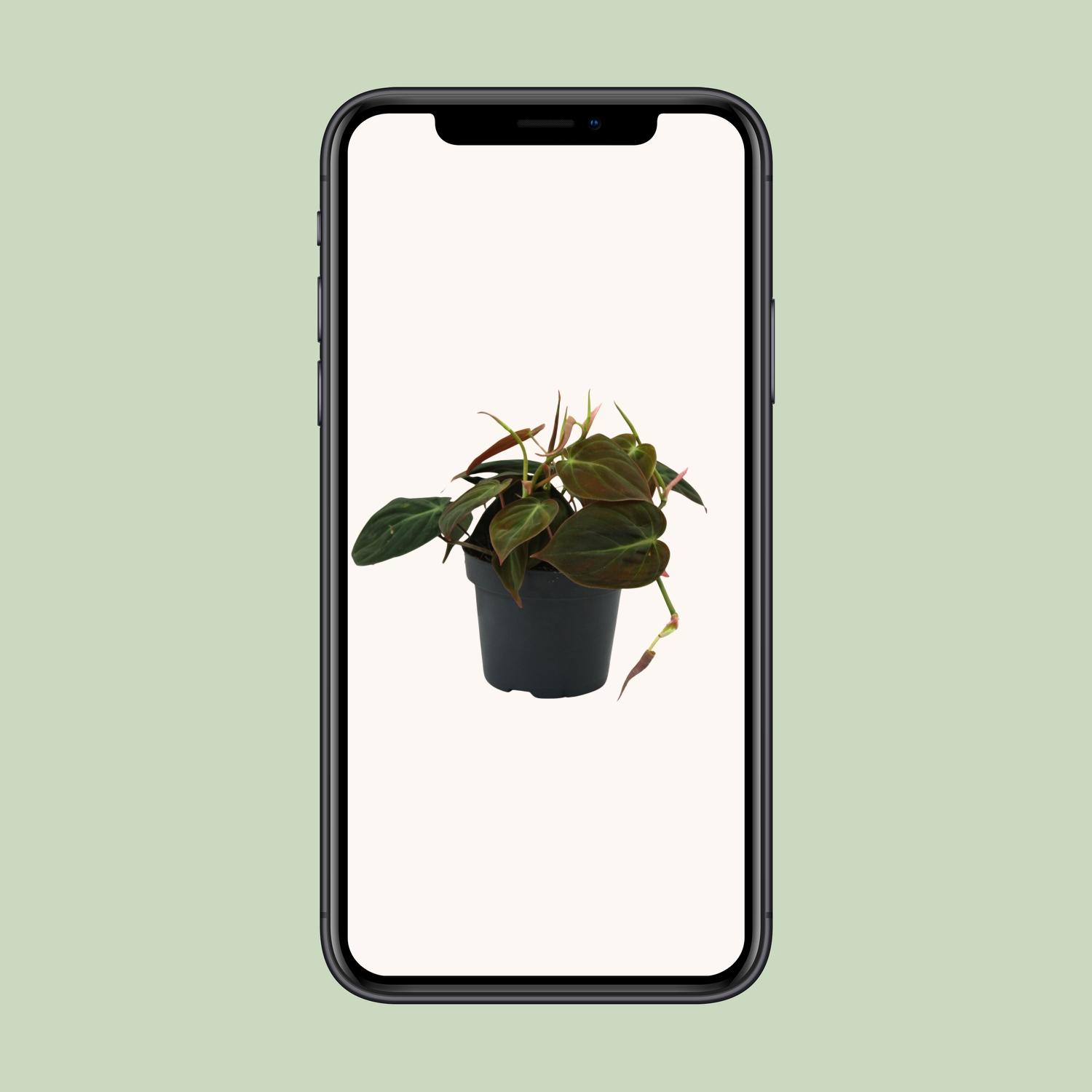 Philodendron Micans (16422)