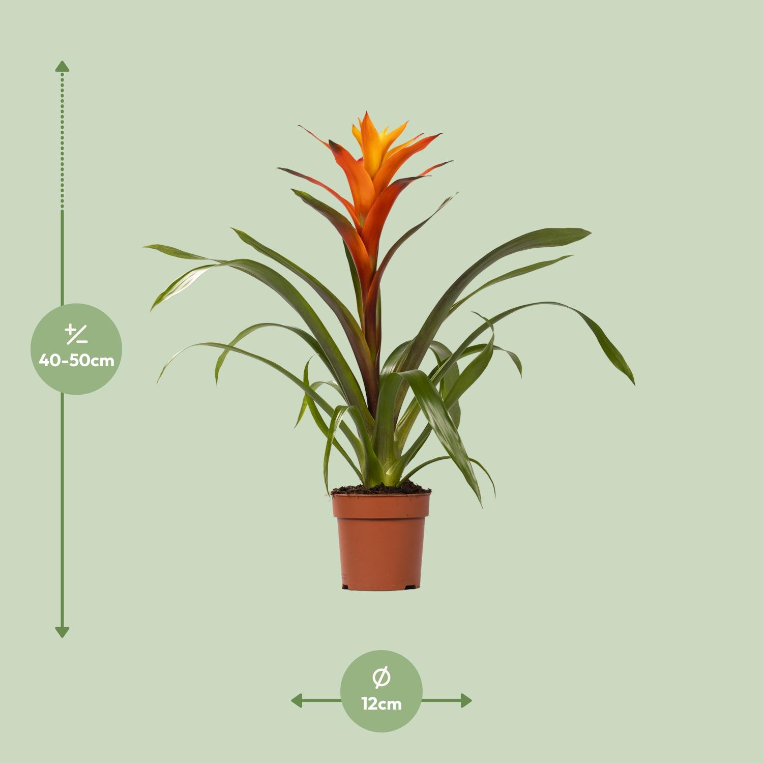 Guzmania Variada - Ø12 ↕50 (13862)