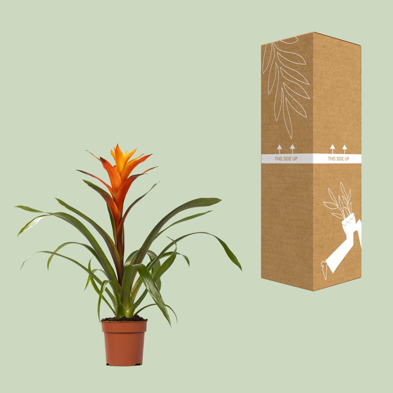Guzmania Variada - Ø12 ↕50 (13862)