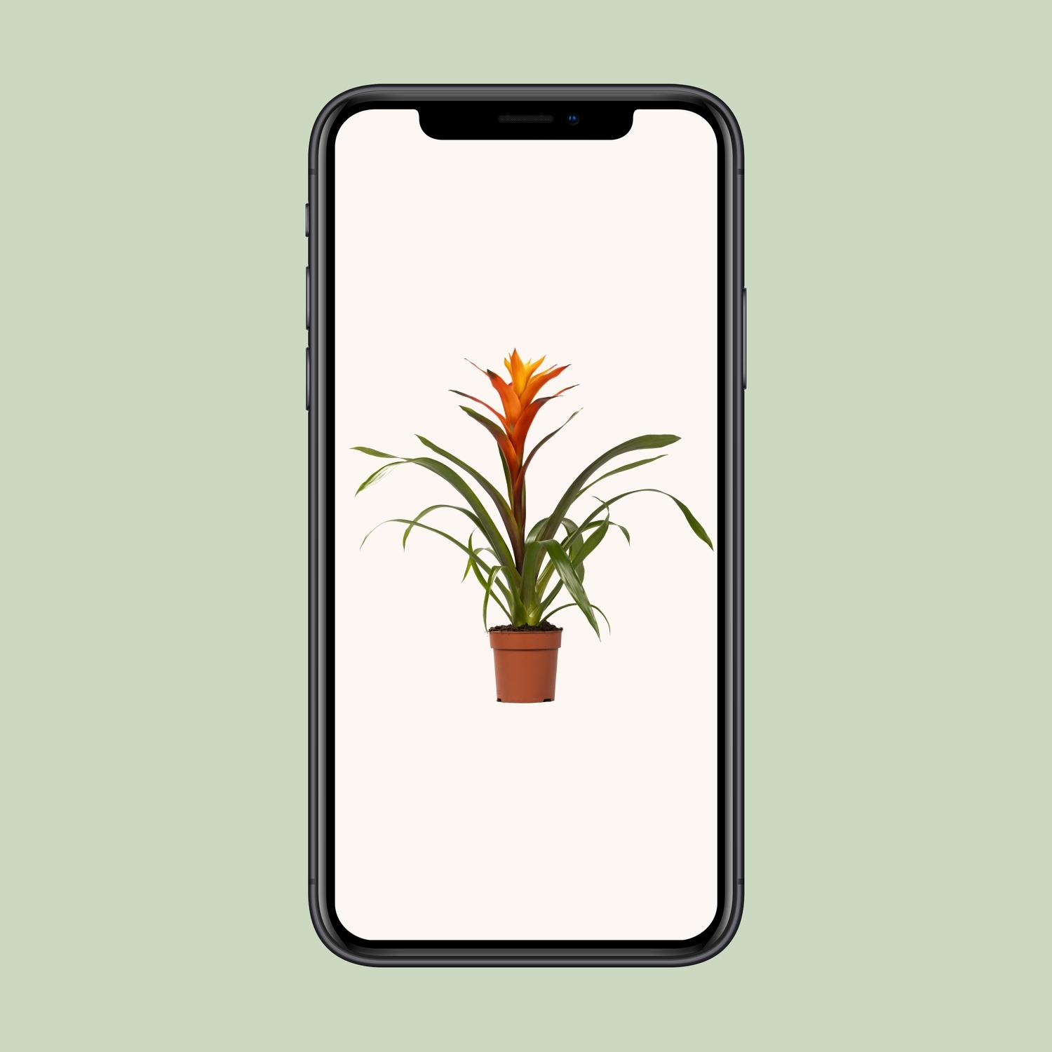 Guzmania Variada - Ø12 ↕50 (13862)