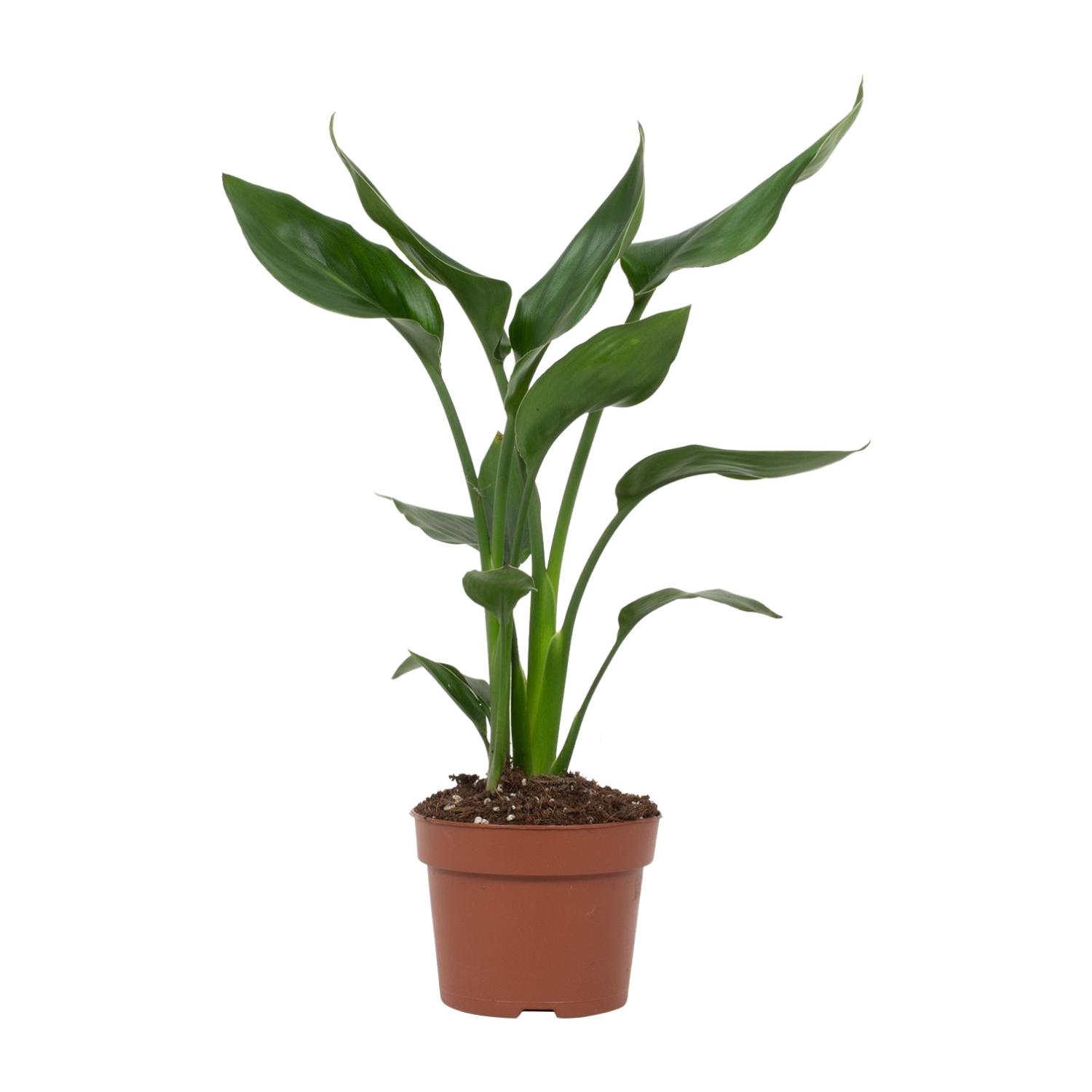 Strelitzia Reginae (28818)