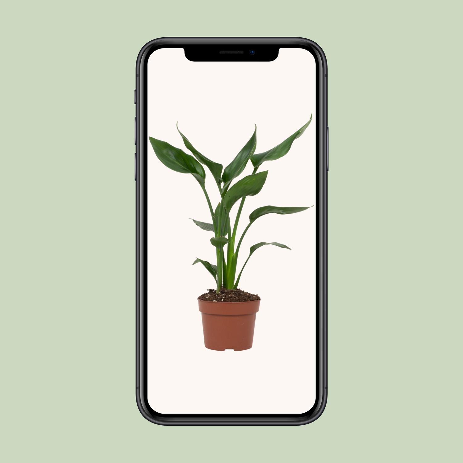 Strelitzia Reginae (28818)