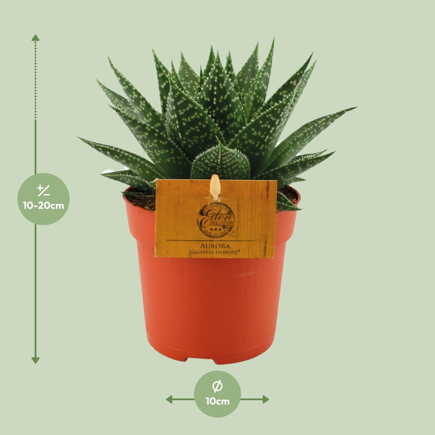 Gasteria Hybride Aurora (12820)