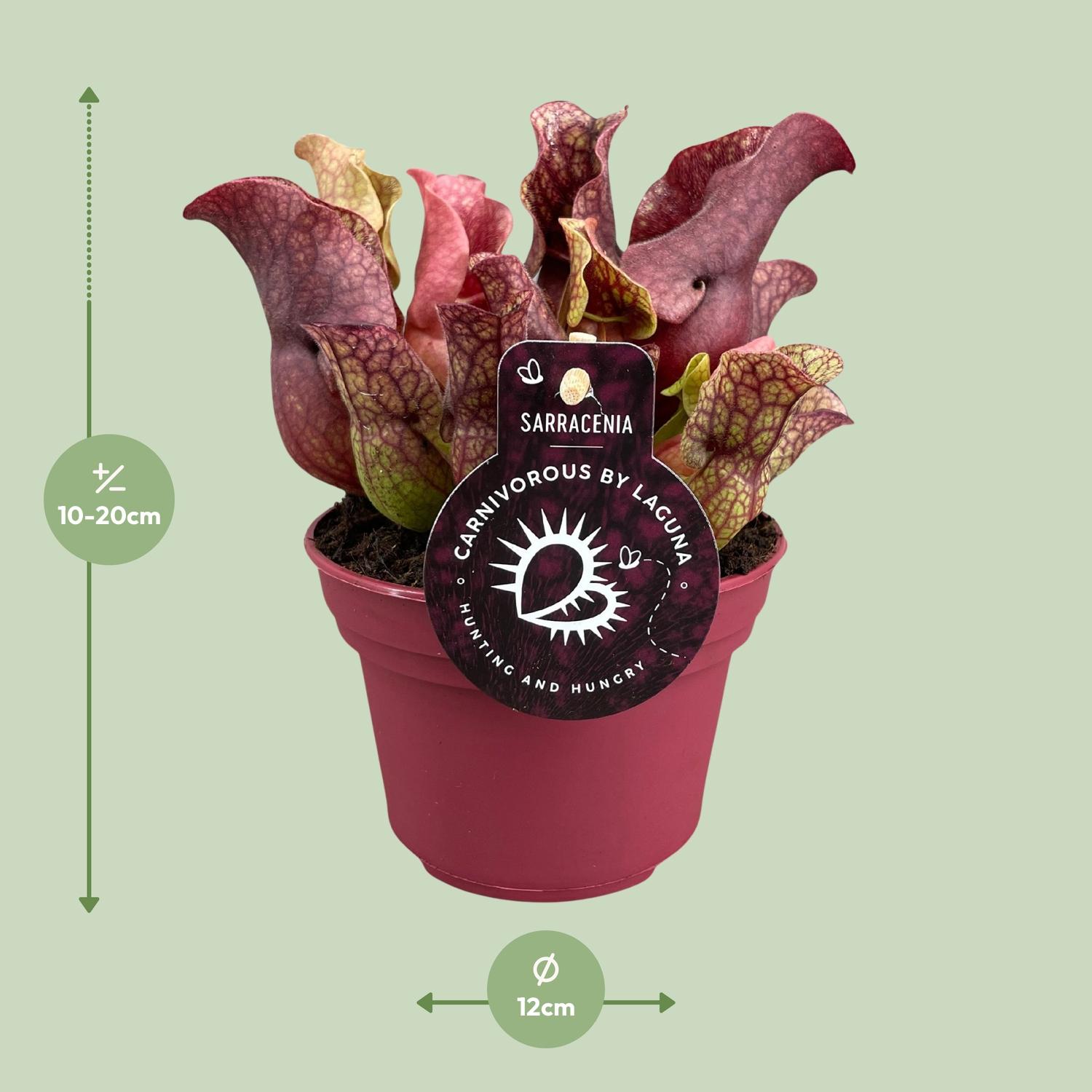 Sarracenia (13900)